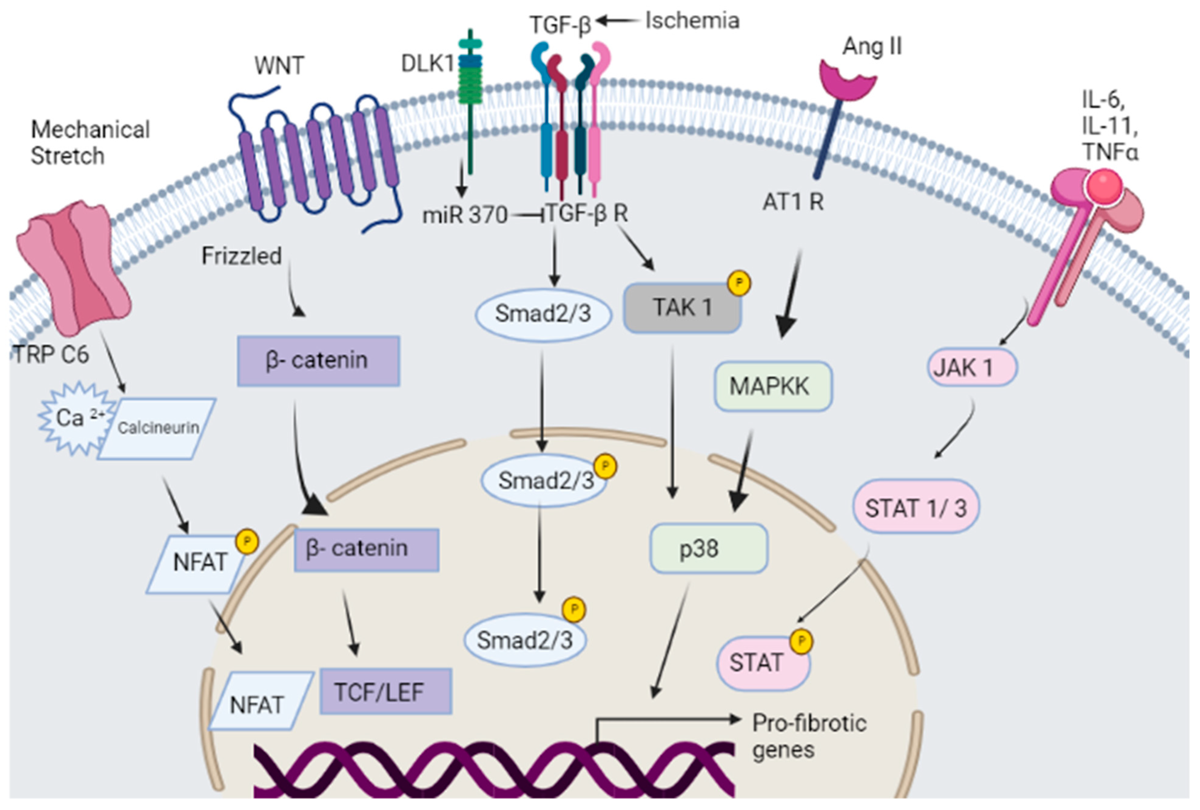 Jcdd 10 00313 g002 Jcdd 10 00313 g002
