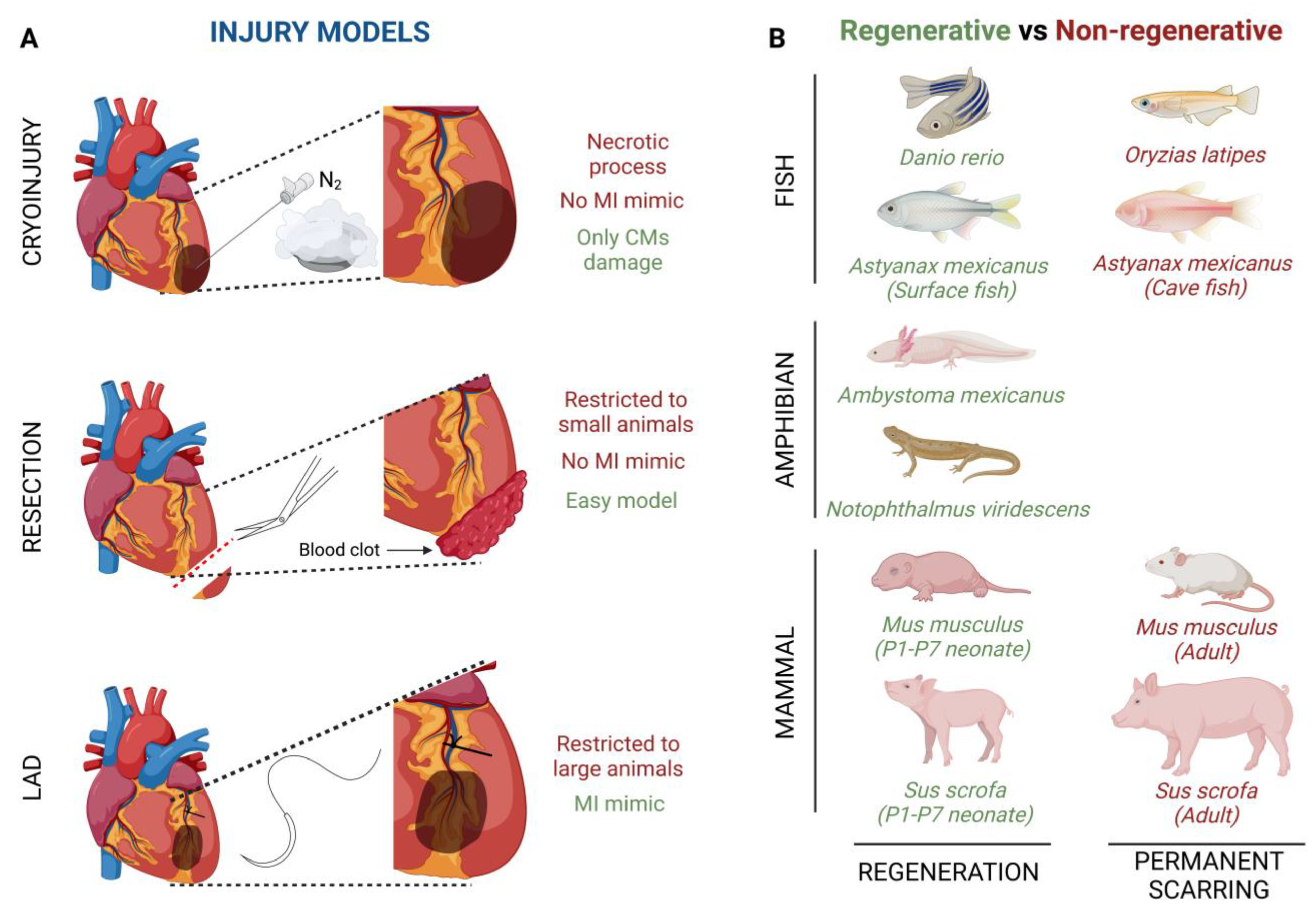 Jcdd 10 00325 g001 Jcdd 10 00325 g001