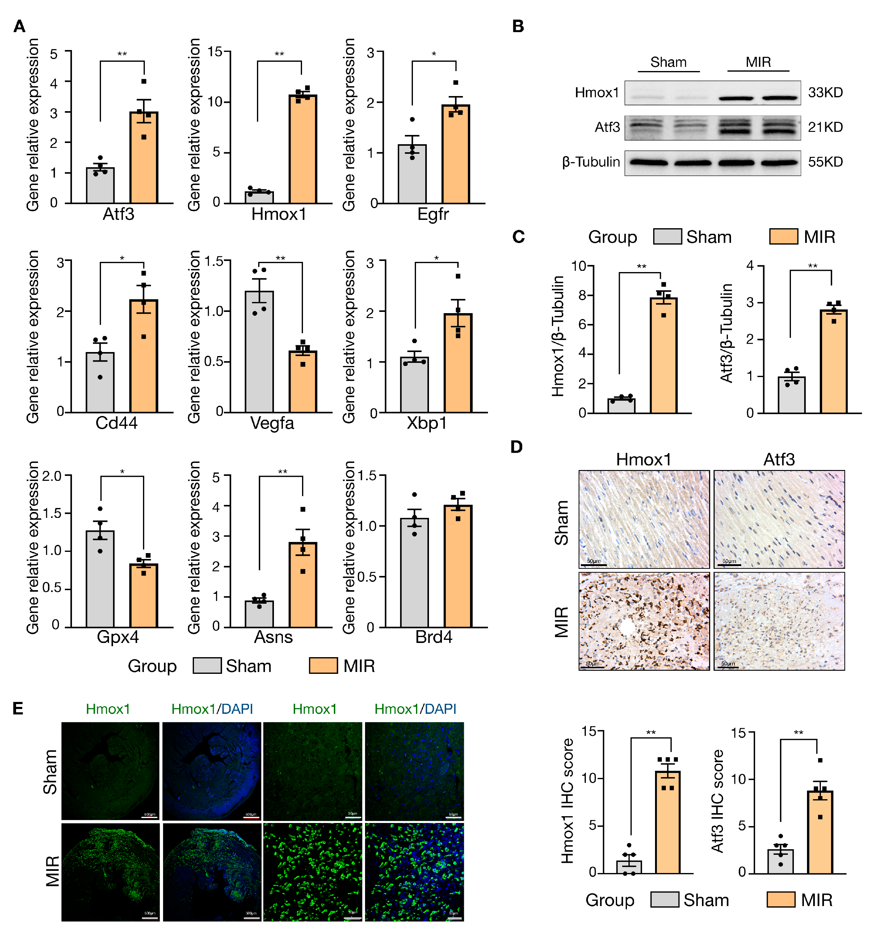 Jcdd 10 00344 g009 Jcdd 10 00344 g009