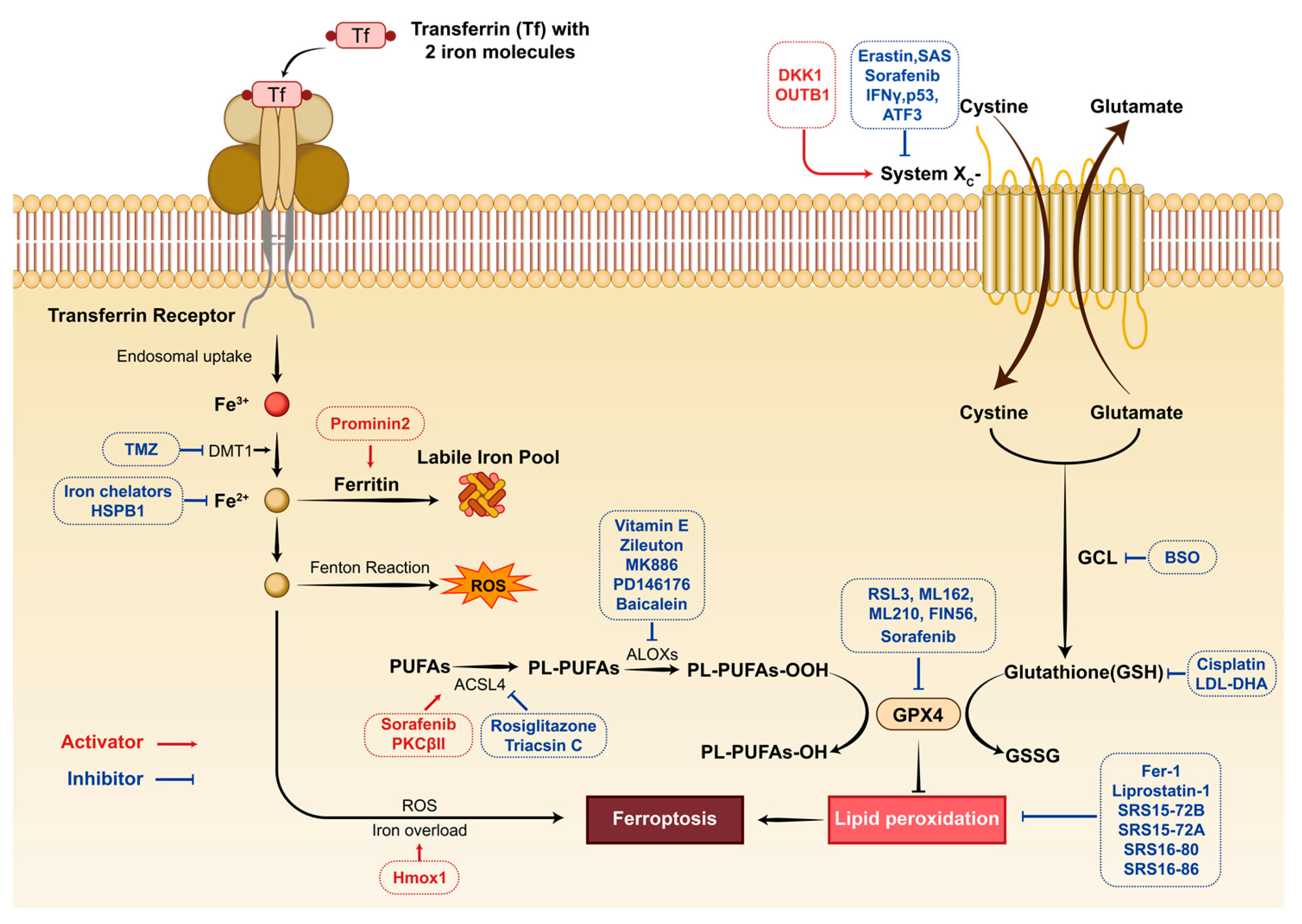 Jcdd 10 00344 g011 Jcdd 10 00344 g011