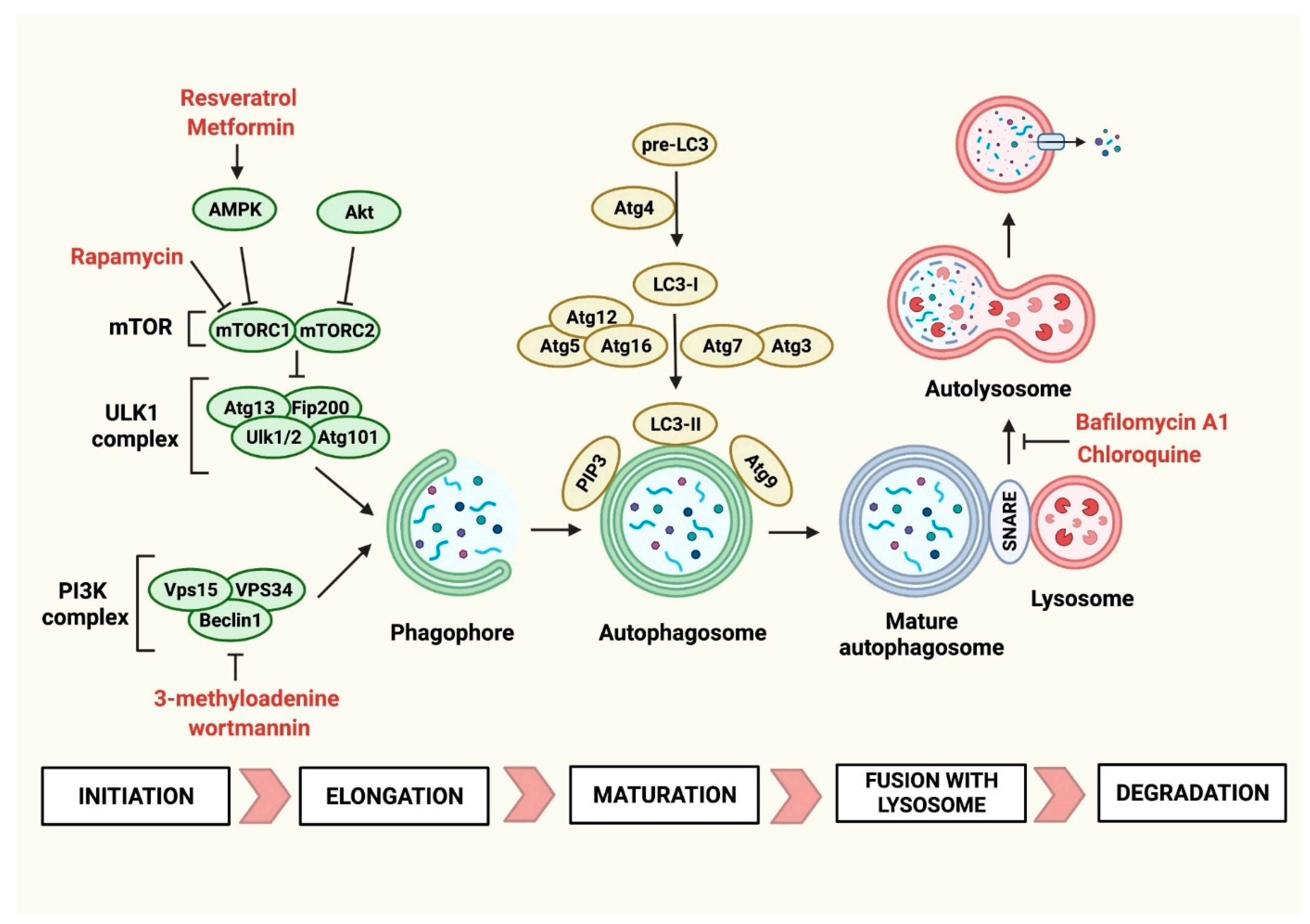 Distinct Roles of Autophagy in the Heart During Ischemia and Reperfusion