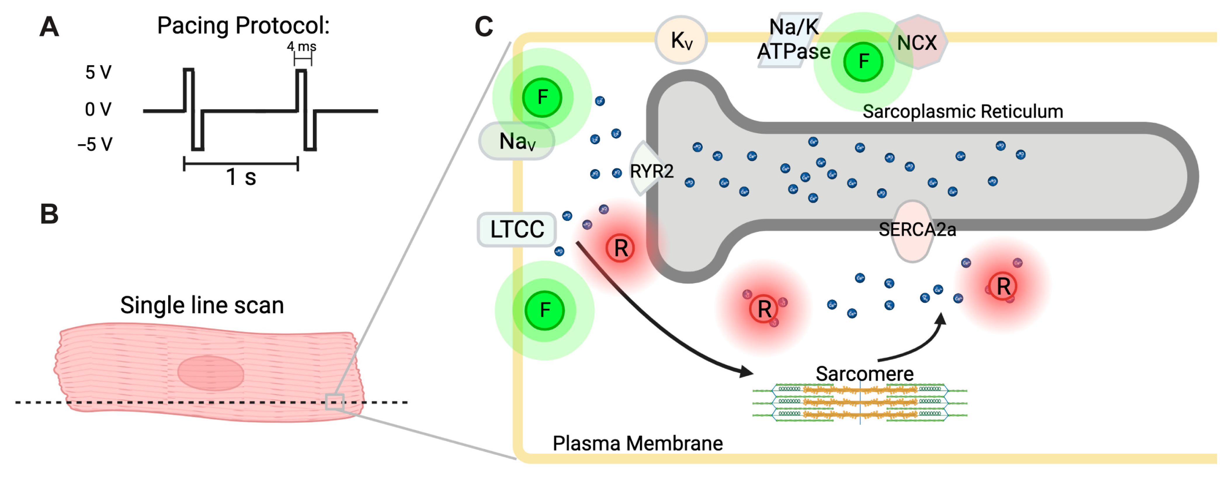 Jcdd 10 00479 g002 Jcdd 10 00479 g002
