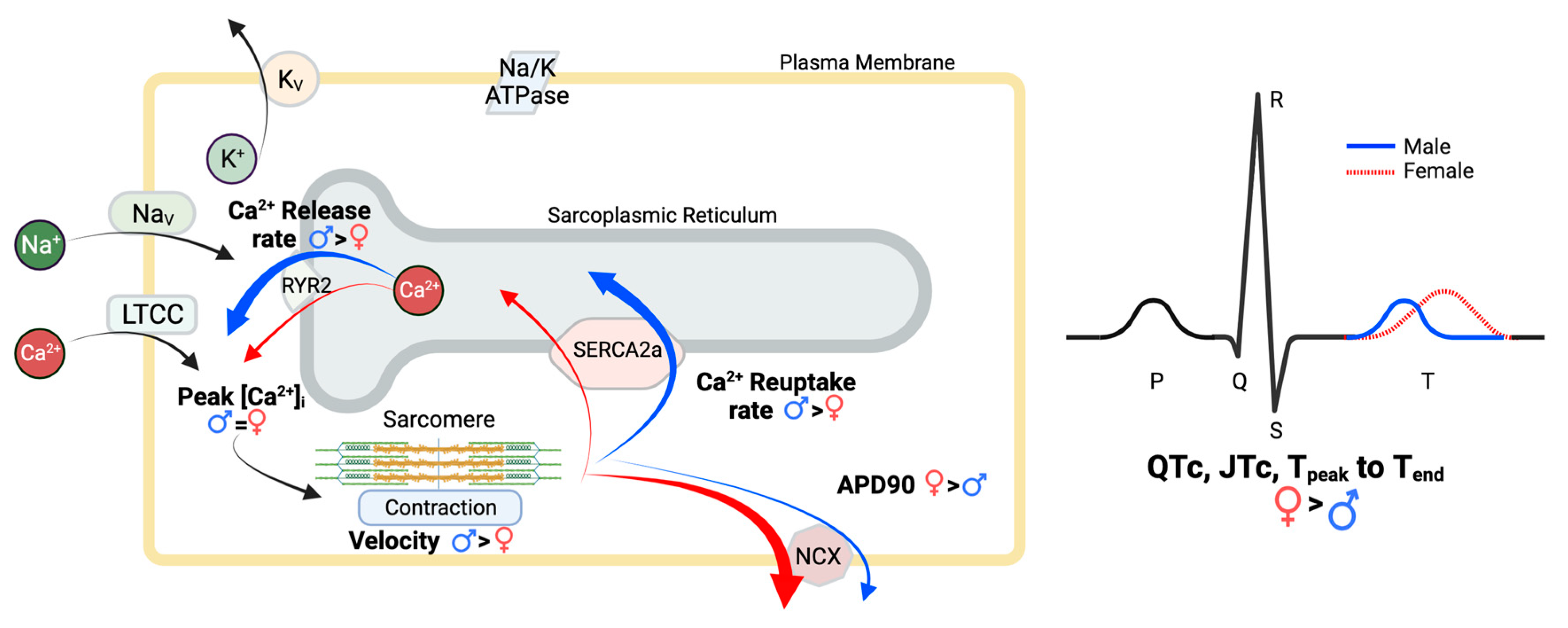 Jcdd 10 00479 g007 Jcdd 10 00479 g007