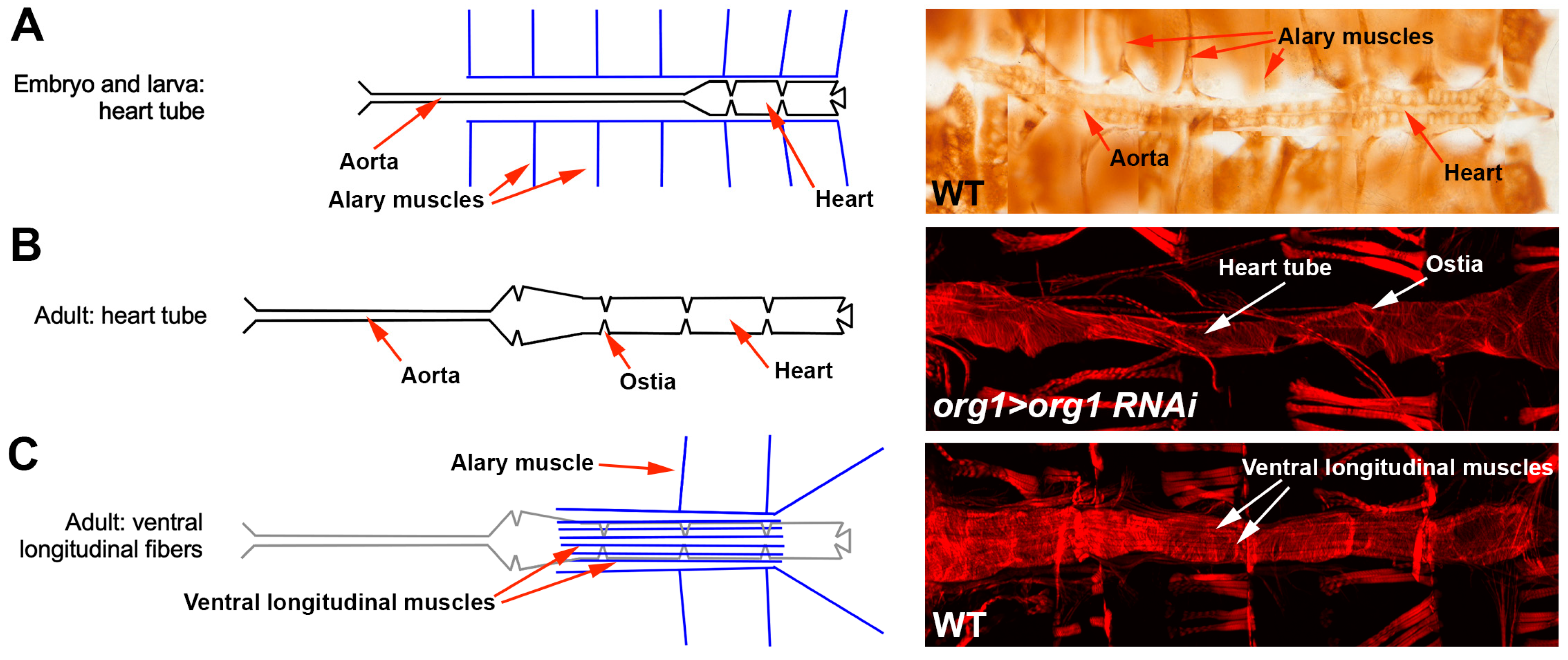 Jcdd 10 00494 g001 Jcdd 10 00494 g001