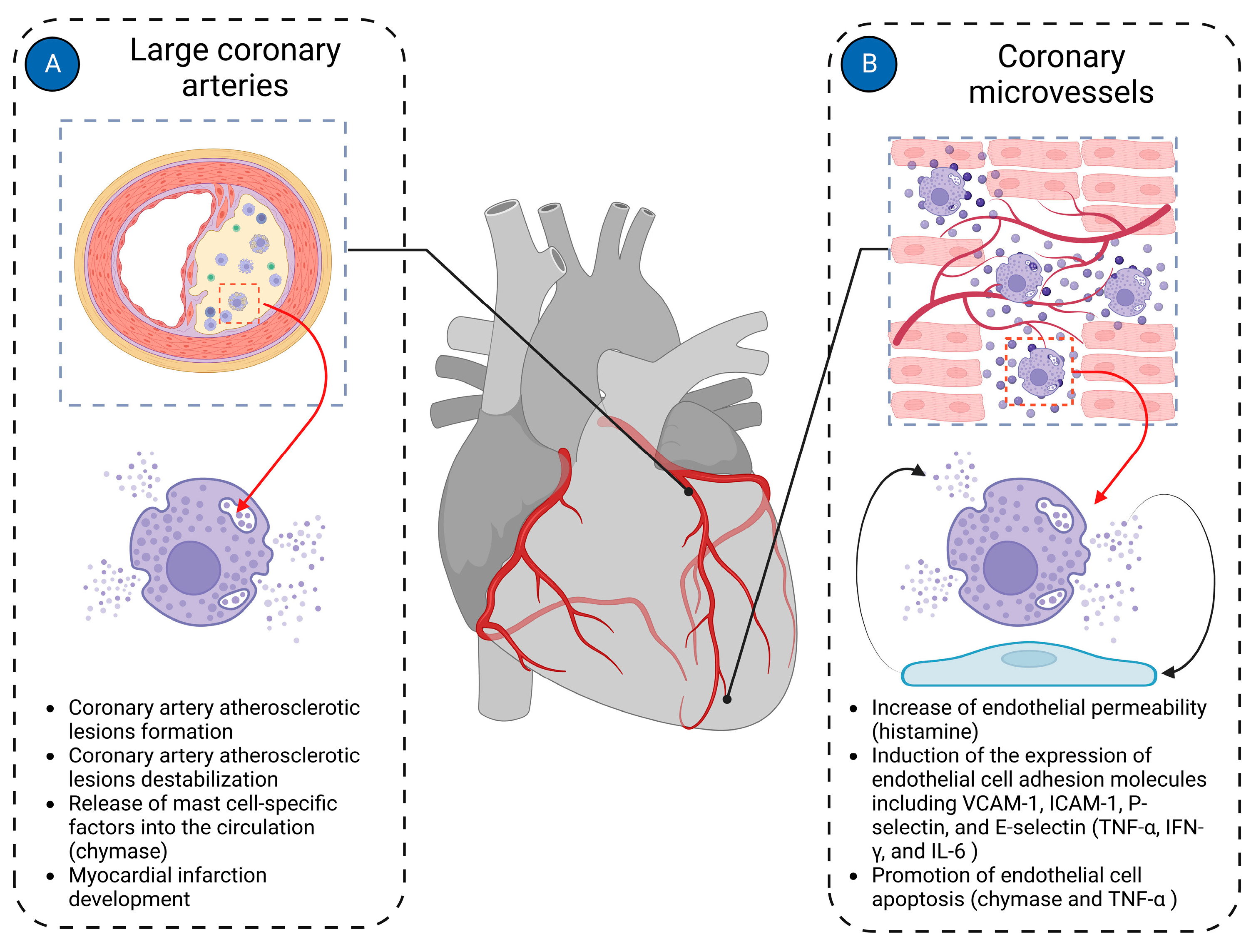 Jcdd 11 00054 g004 Jcdd 11 00054 g004