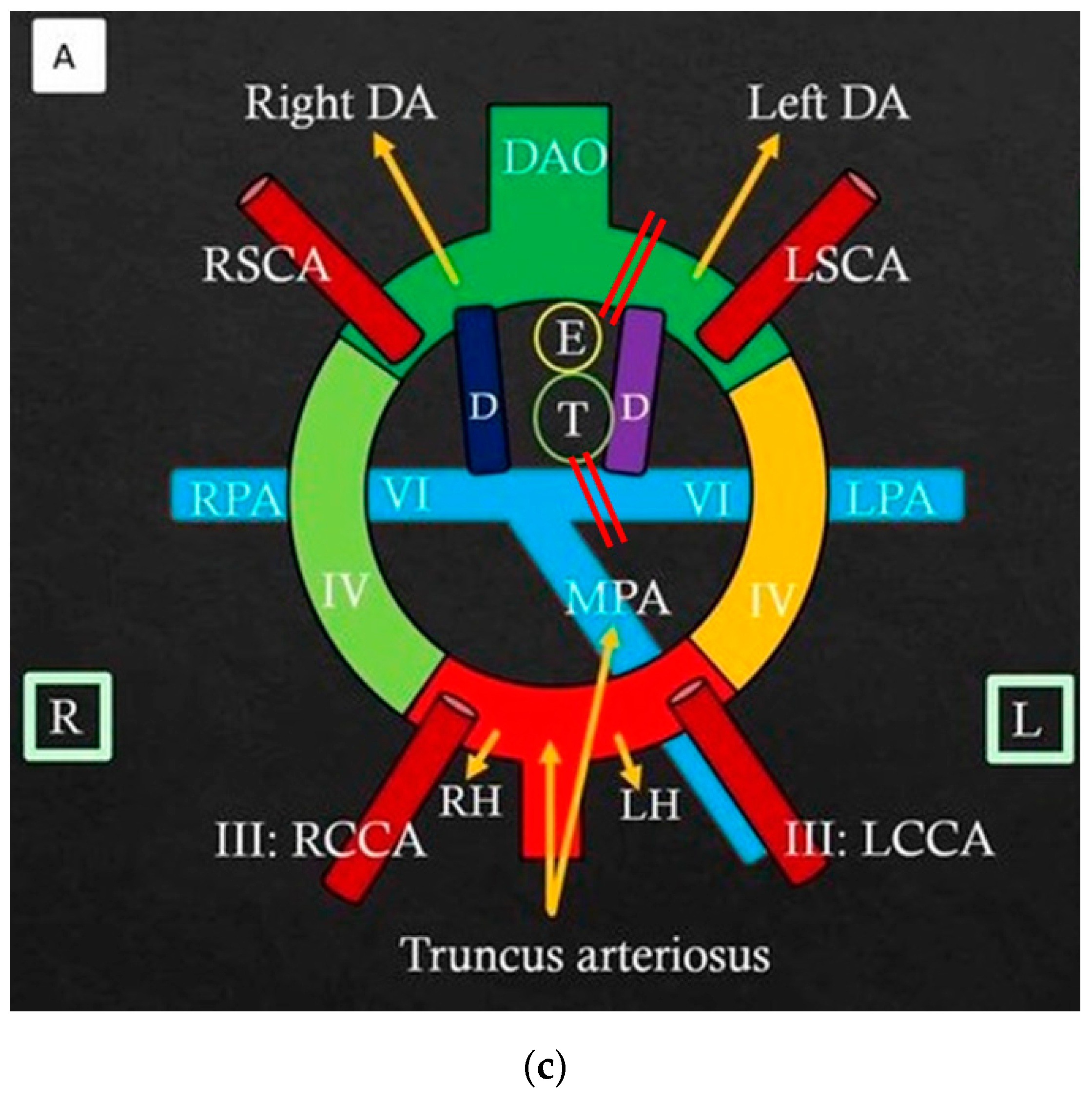 Jcdd 11 00055 g003b Jcdd 11 00055 g003b