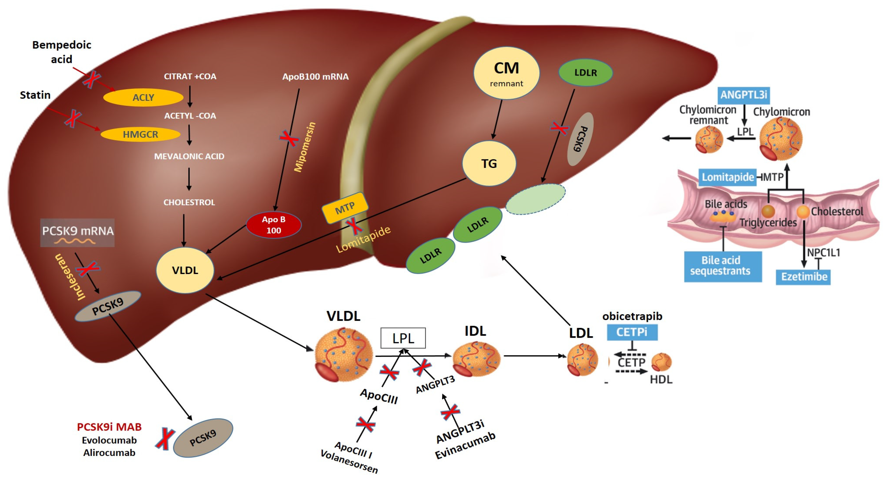 Jcdd 11 00126 g001 Jcdd 11 00126 g001
