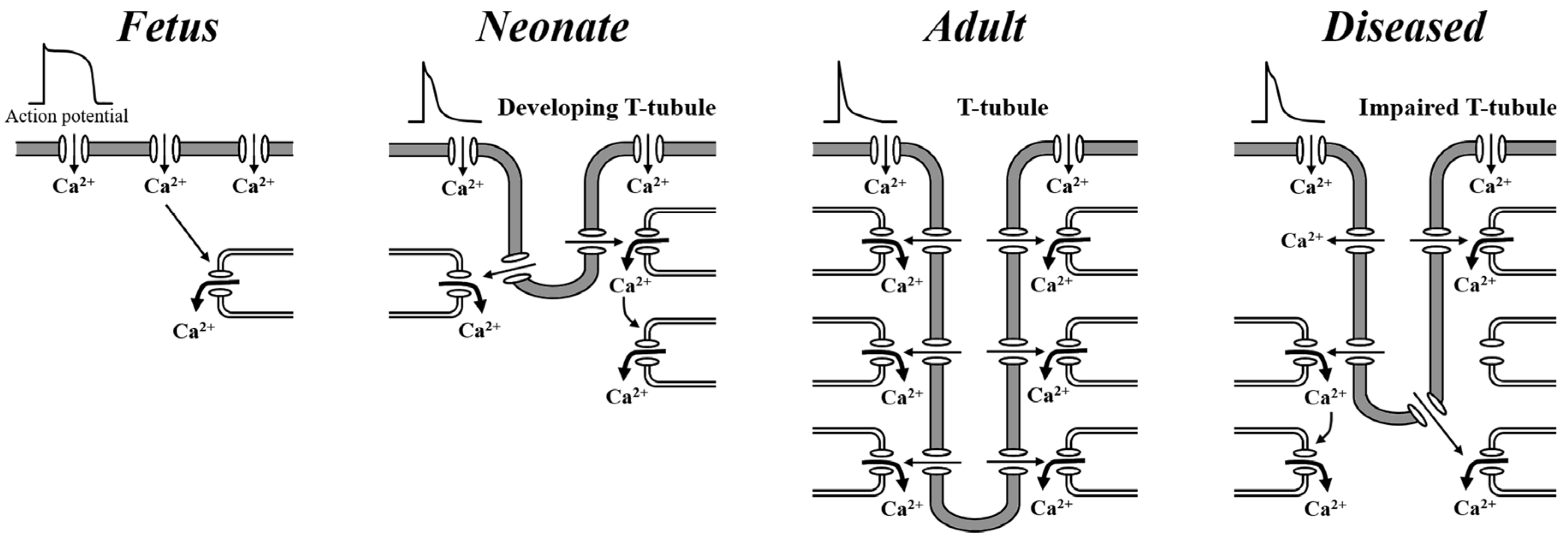 Jcdd 11 00267 g002 Jcdd 11 00267 g002