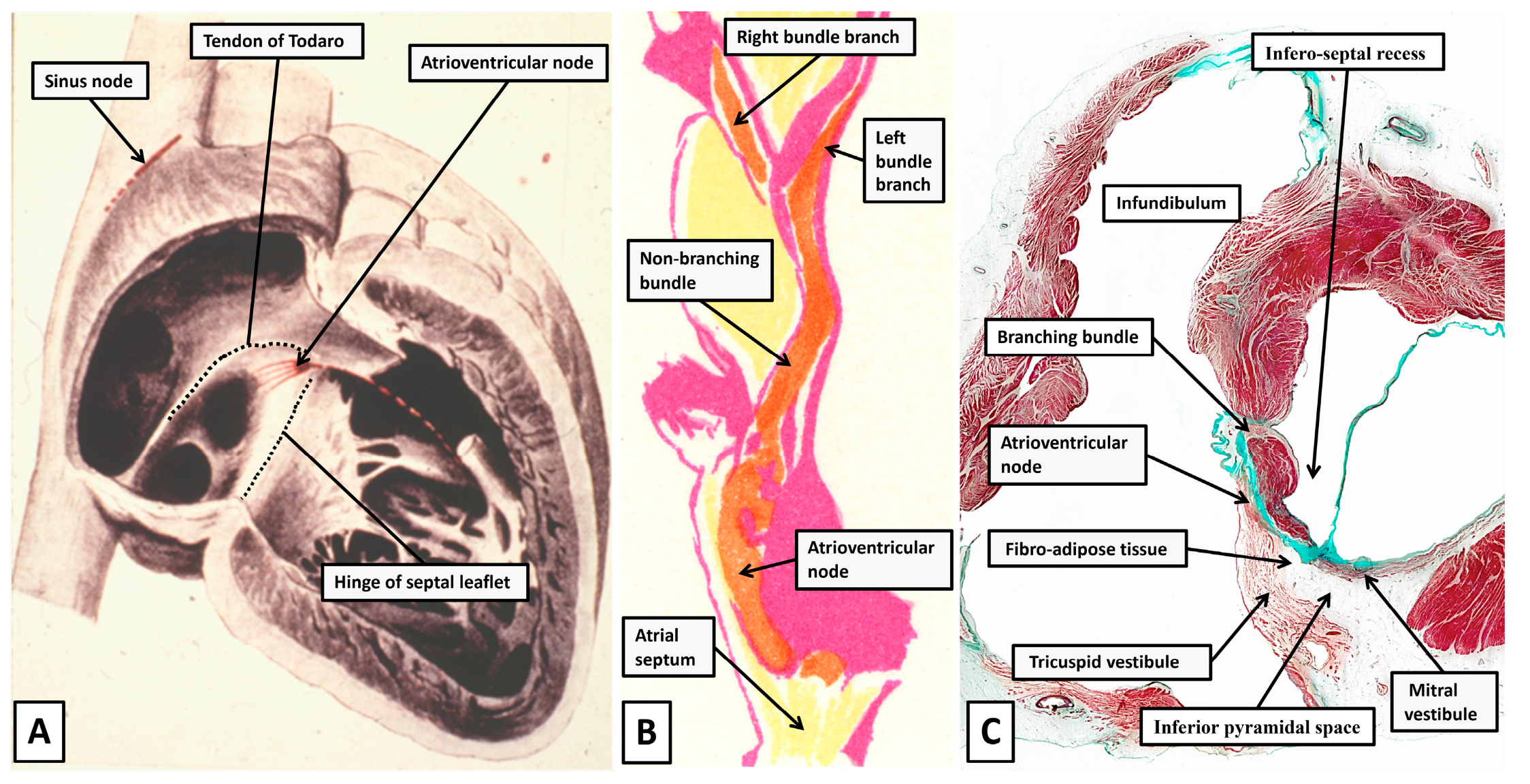 Jcdd 12 00245 g002 Jcdd 12 00245 g002