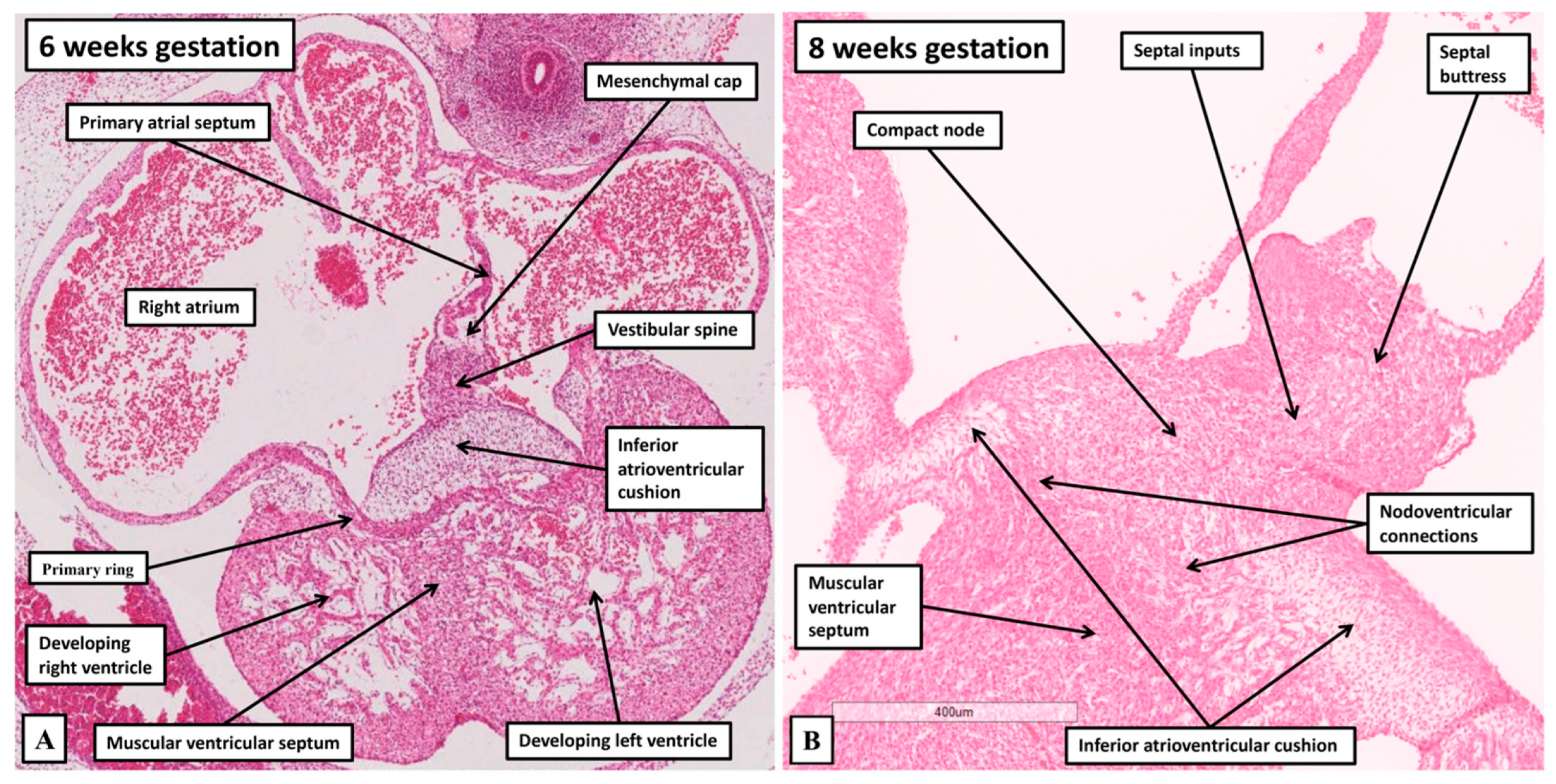 Jcdd 12 00245 g011 Jcdd 12 00245 g011