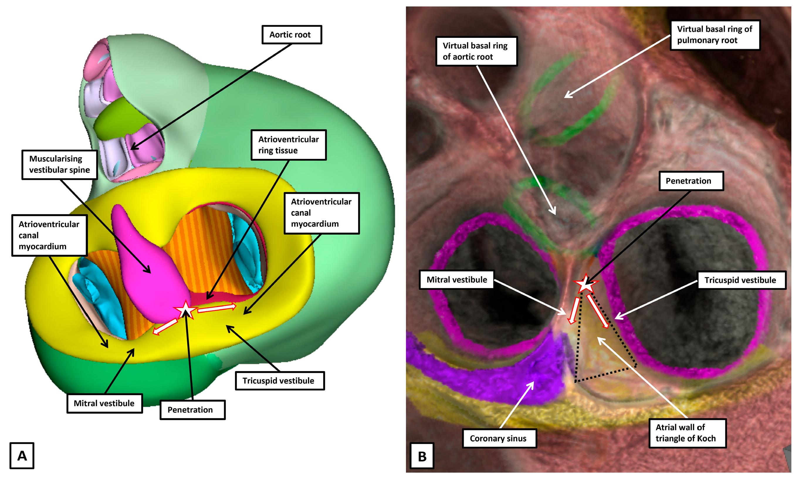 Jcdd 12 00245 g012 Jcdd 12 00245 g012