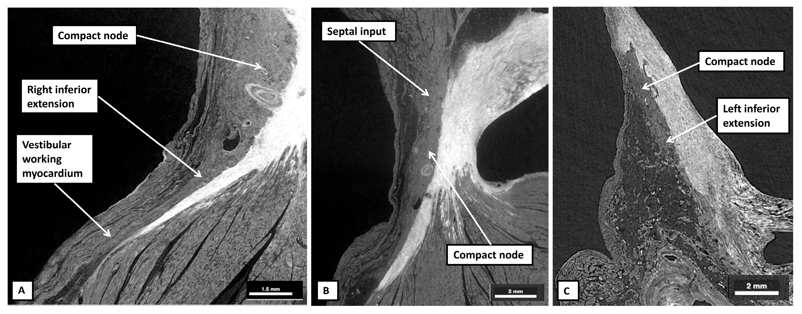 Jcdd 12 00245 g014 Jcdd 12 00245 g014
