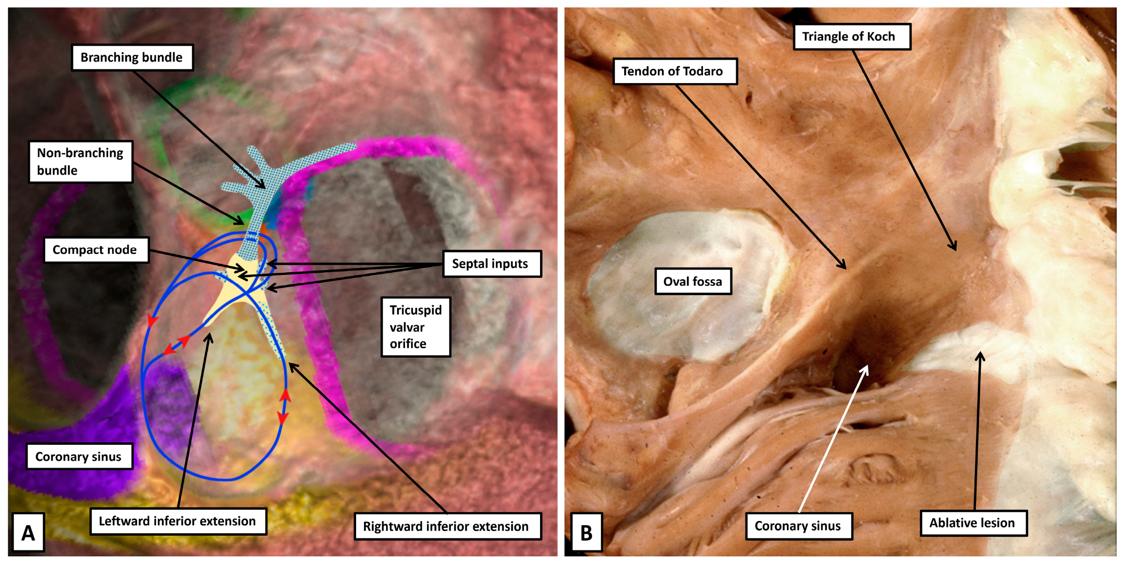 Jcdd 12 00245 g016 Jcdd 12 00245 g016