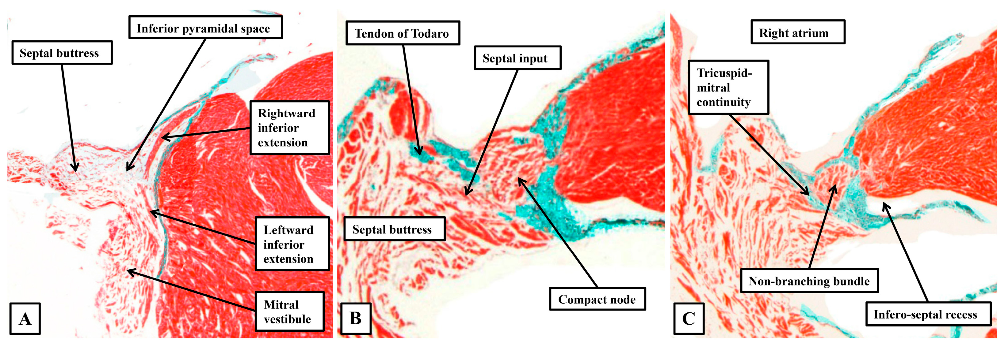 Jcdd 12 00245 g017 Jcdd 12 00245 g017