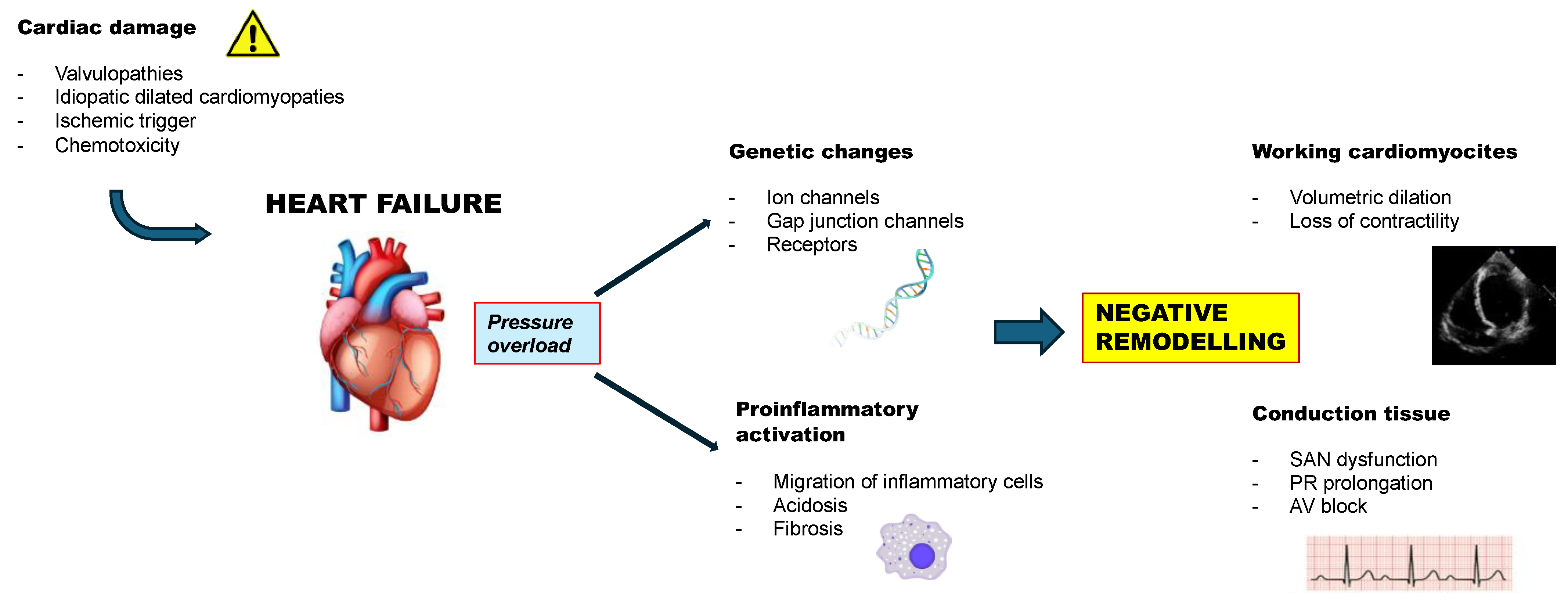Jcdd 12 00310 g001 Jcdd 12 00310 g001