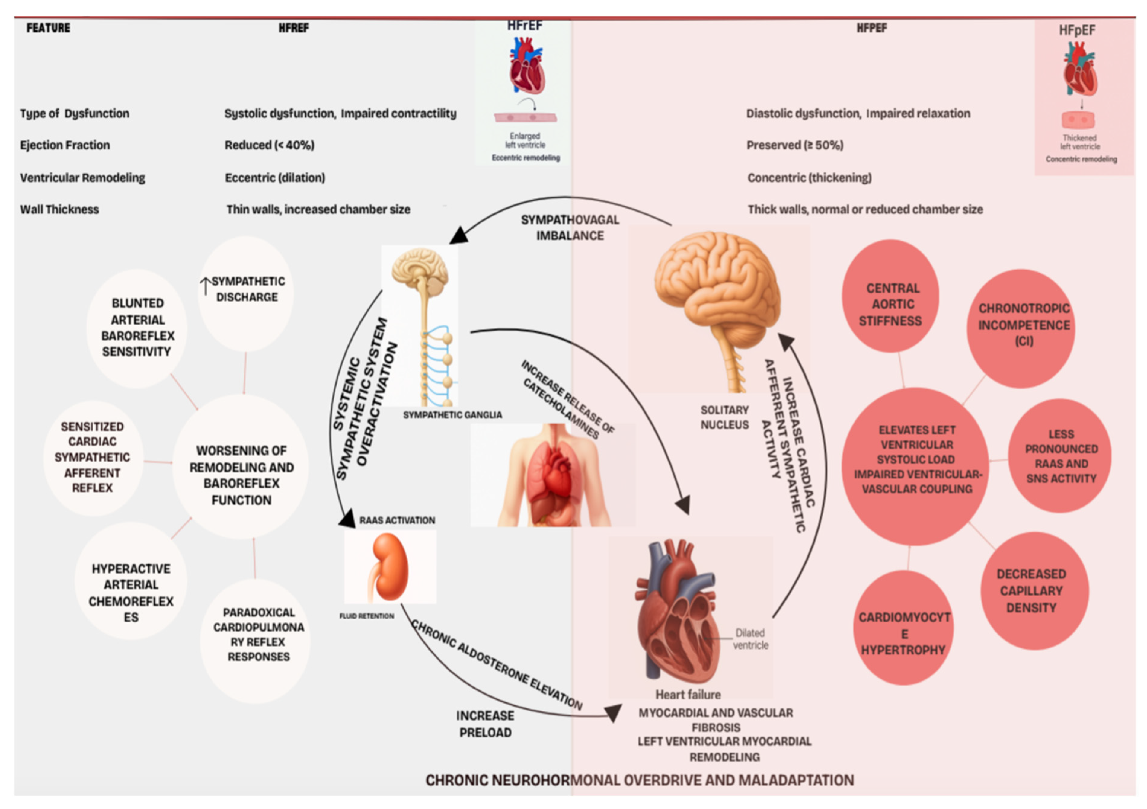 Jcdd 12 00314 g001 Jcdd 12 00314 g001