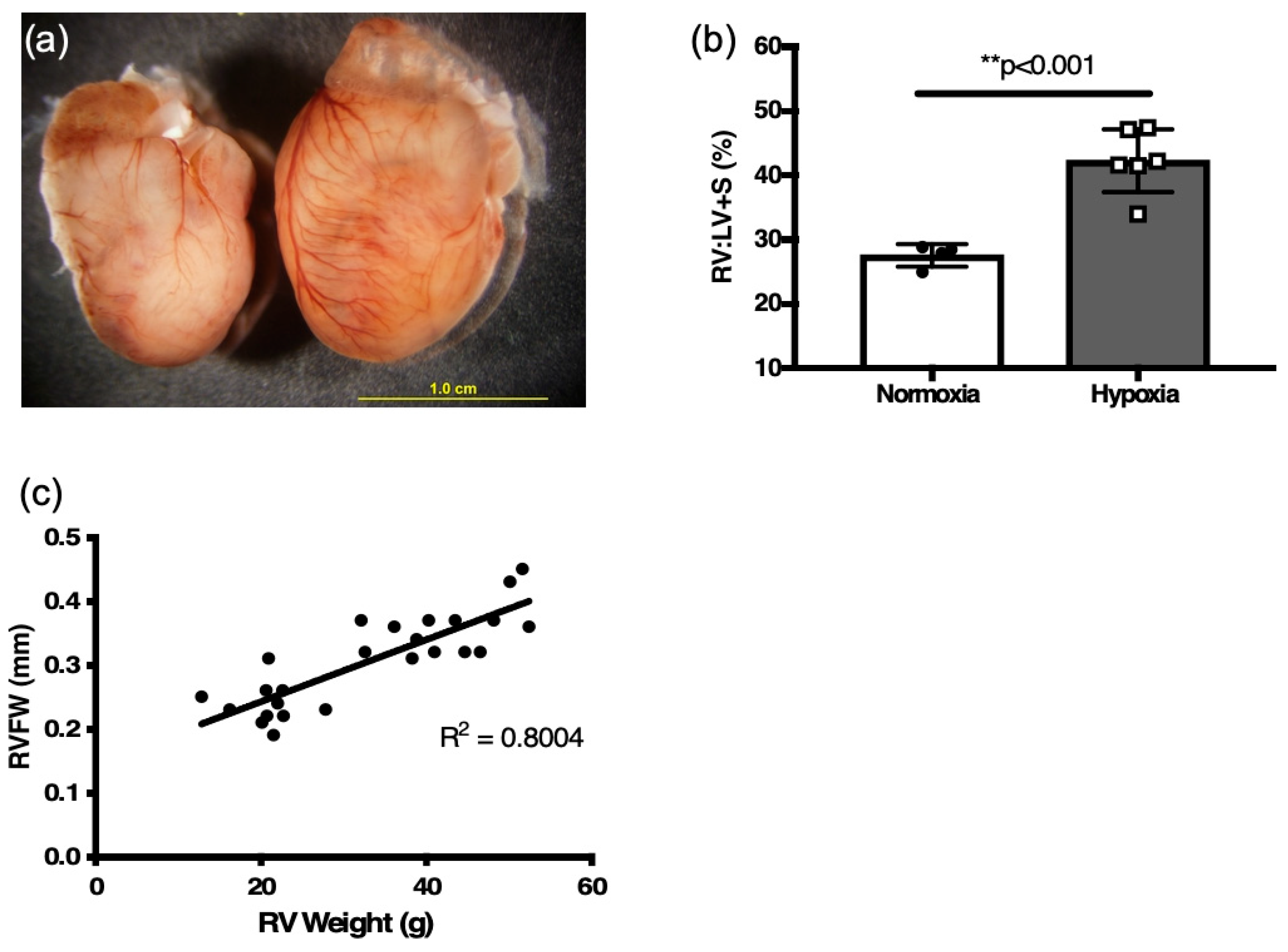 Jcdd 12 00316 g003 Jcdd 12 00316 g003