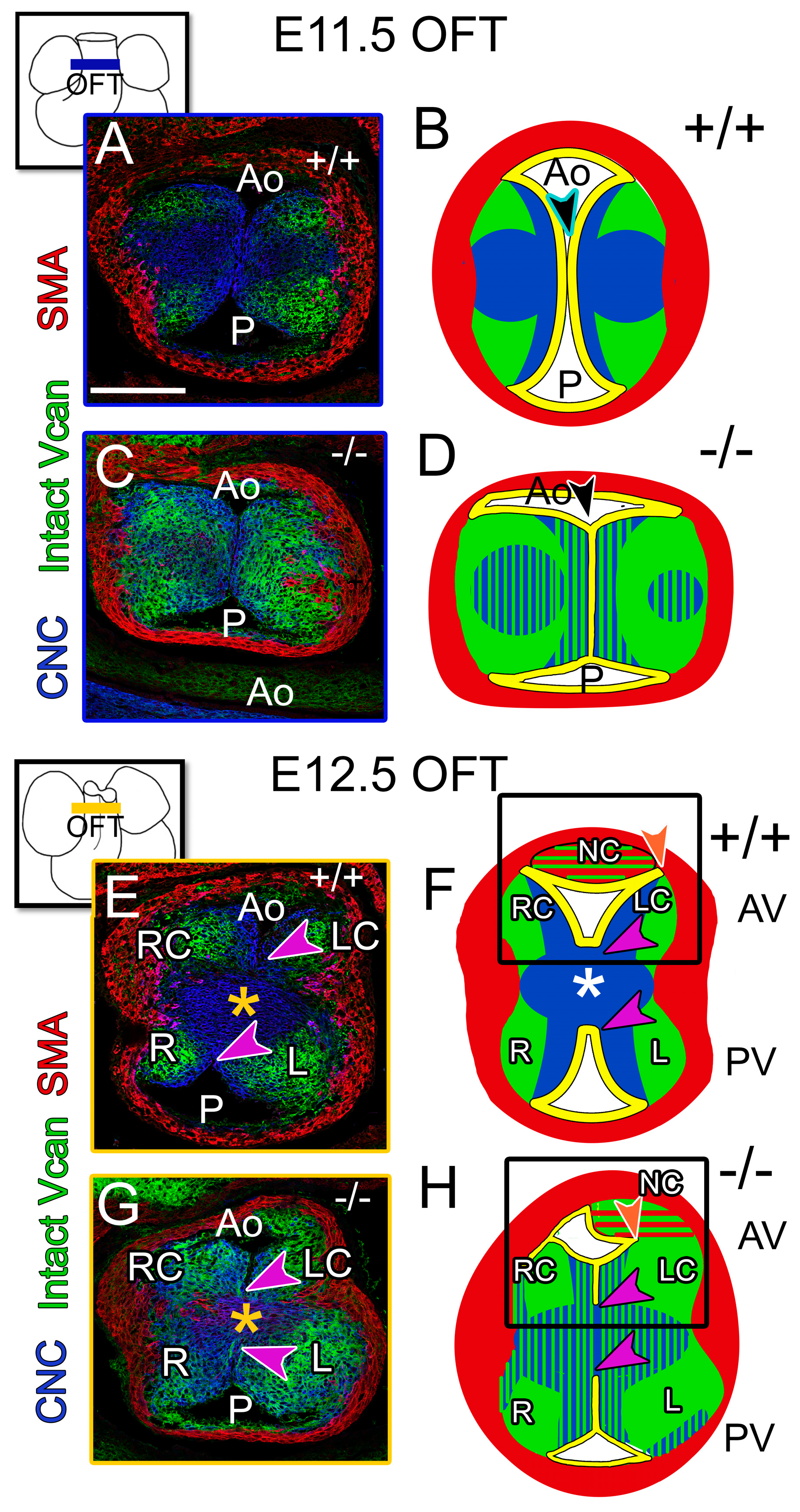 Jcdd 12 00371 g003 Jcdd 12 00371 g003