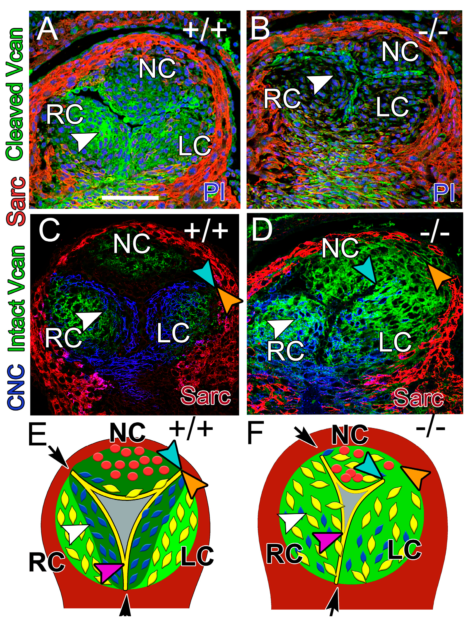 Jcdd 12 00371 g004 Jcdd 12 00371 g004