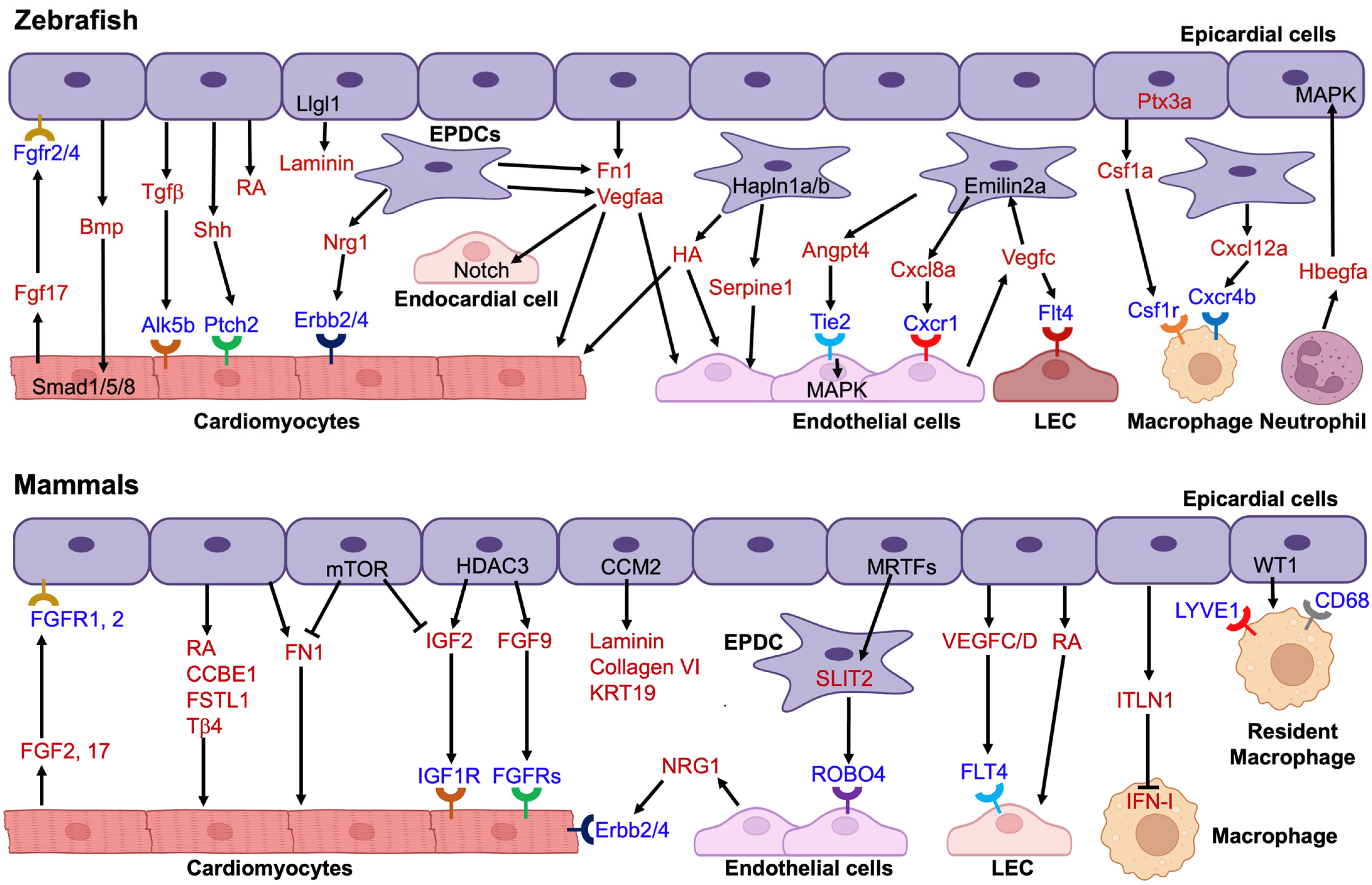 Jcdd 12 00389 g002 Jcdd 12 00389 g002