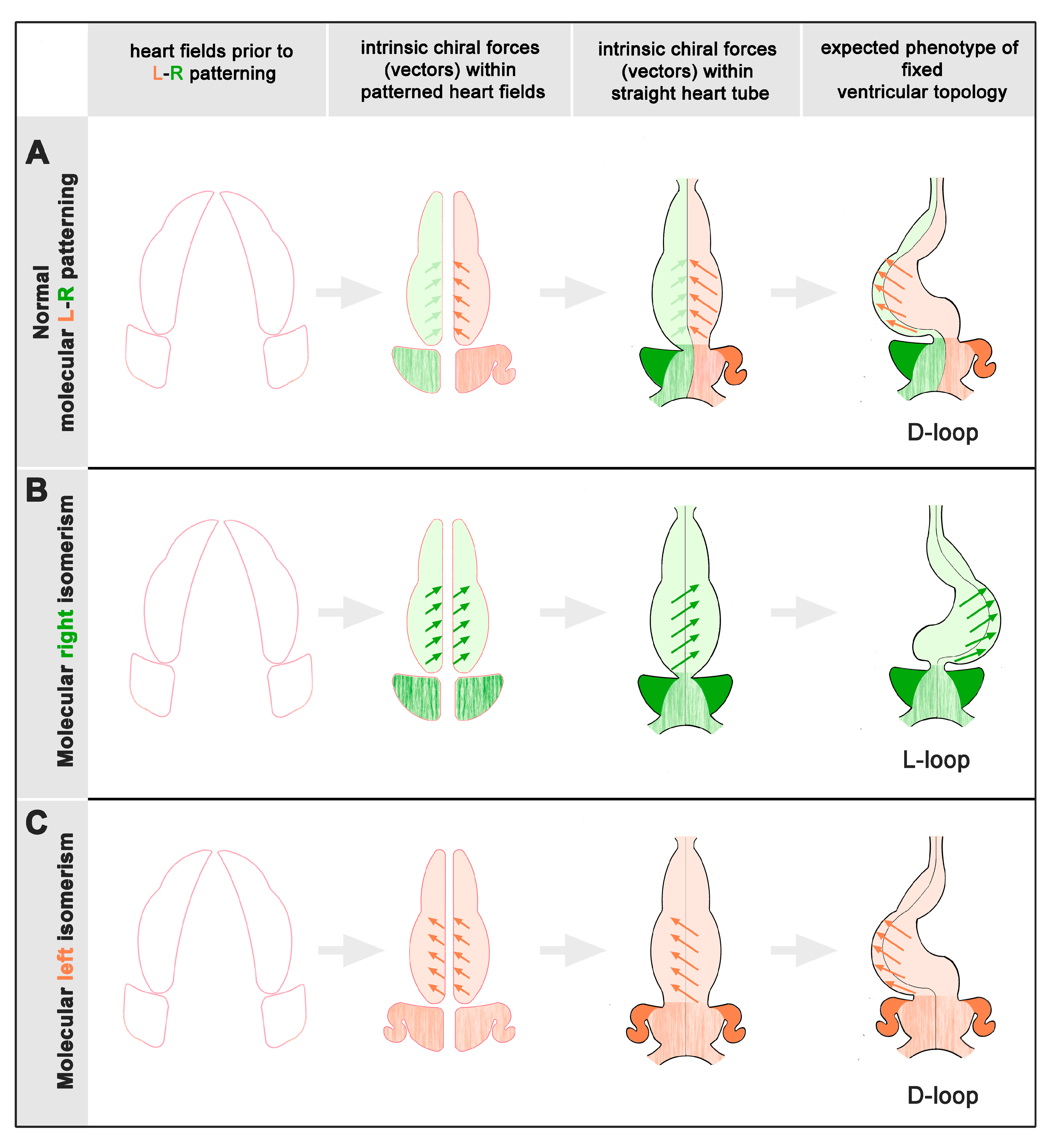 Jcdd 12 00430 g006 Jcdd 12 00430 g006
