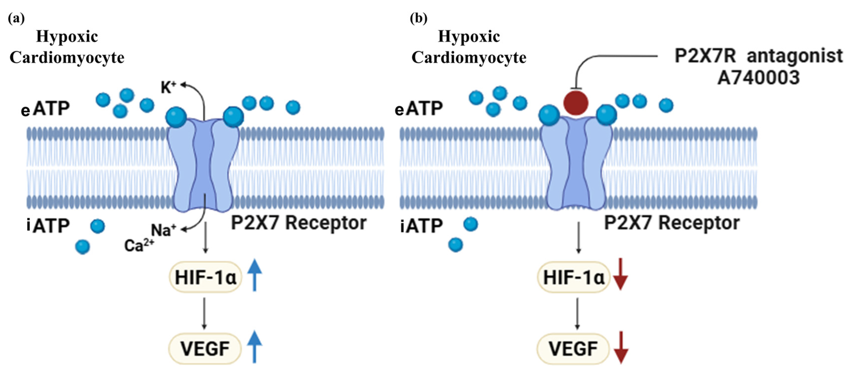 Jcdd 12 00438 g008 Jcdd 12 00438 g008