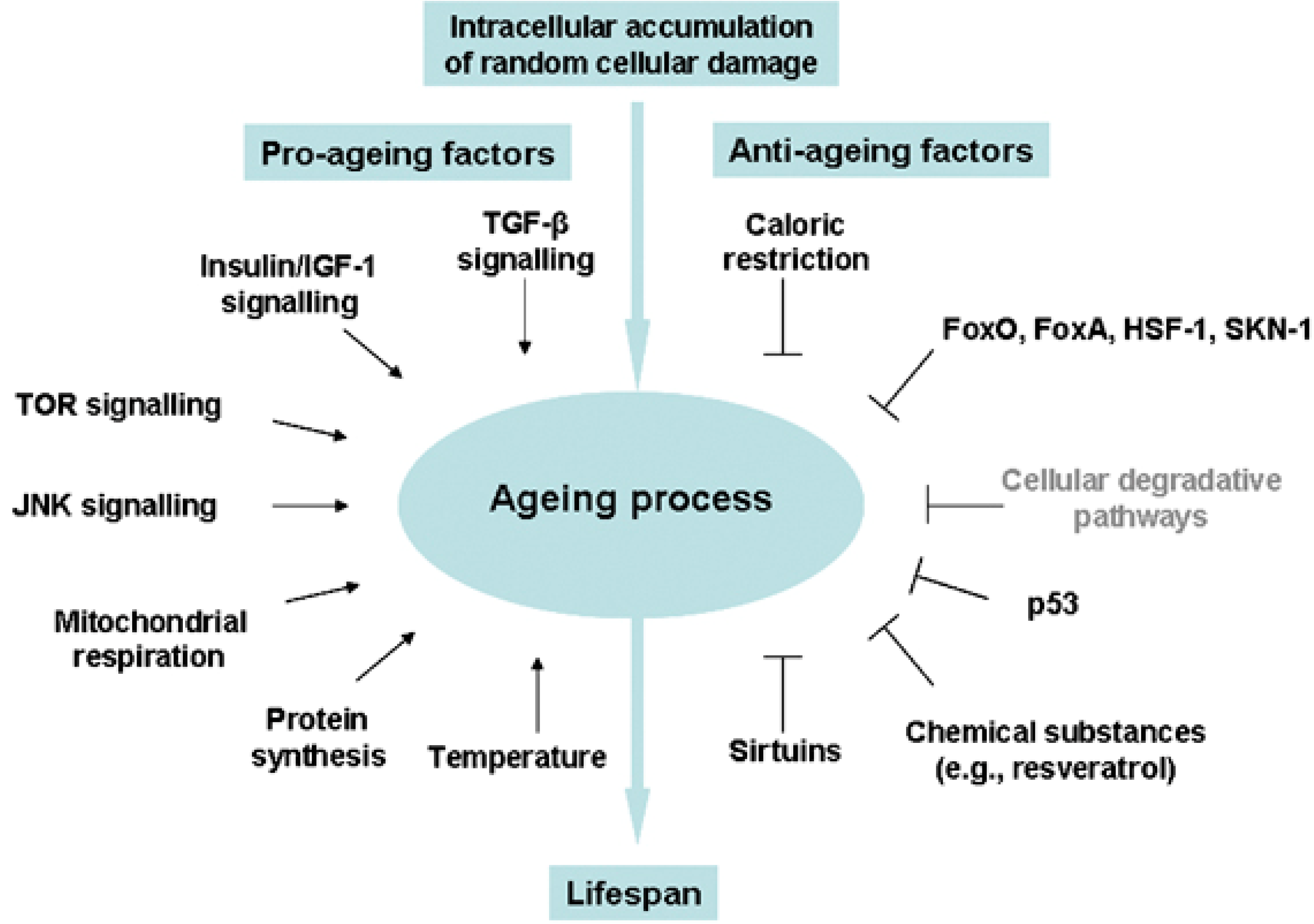 Adult Stem Cells and Diseases of Aging Biology Diagrams
