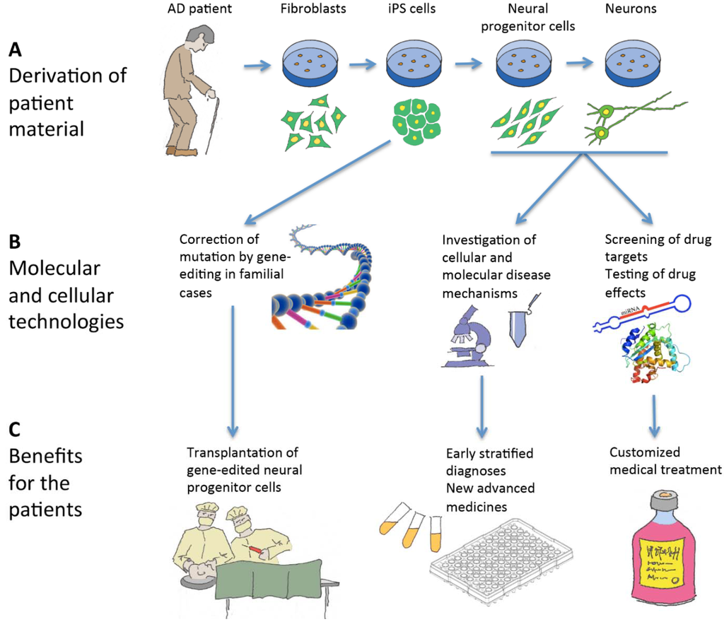 JCM Free FullText Induced Pluripotent Stem Cells Derived from
