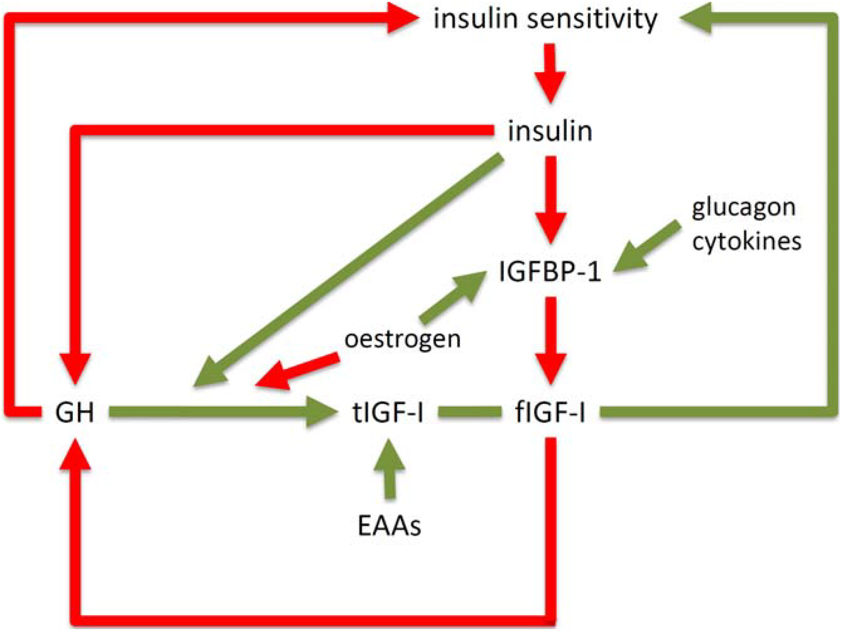 Jcm Free Full Text The Insulin Like Growth Factor System