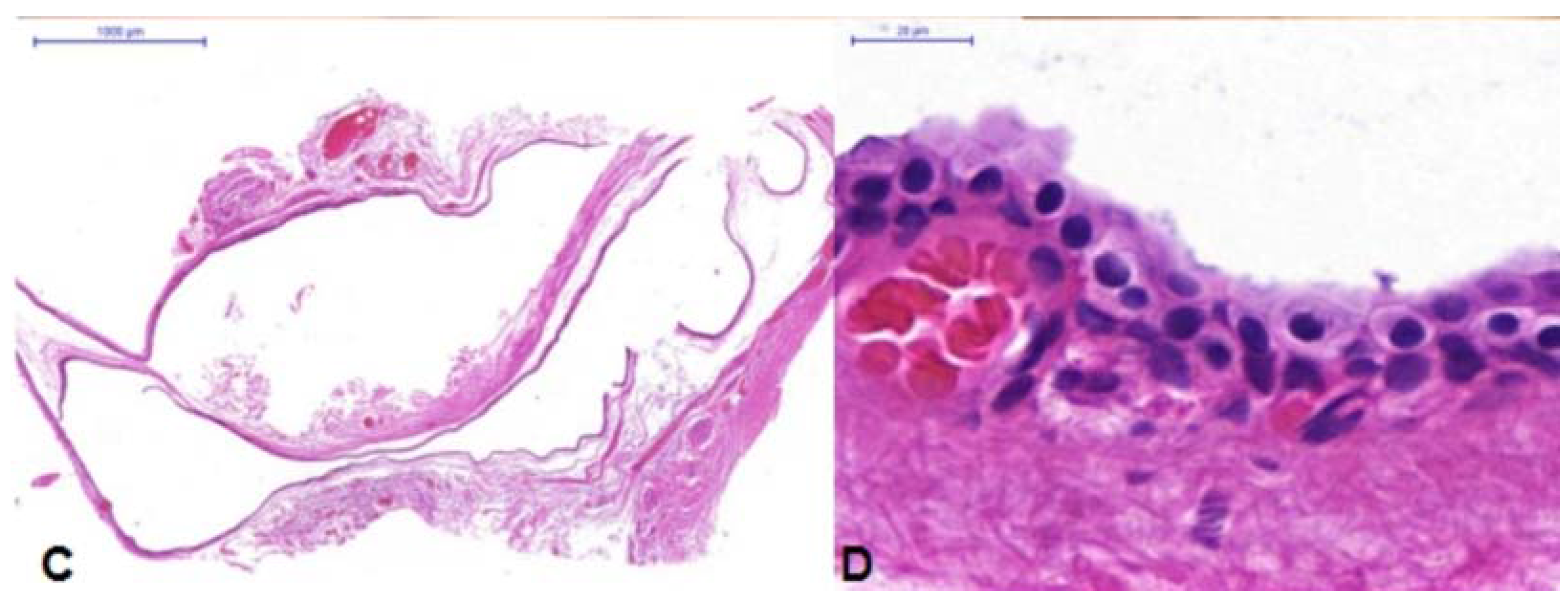 Jcm 04 00150 g002b 1024