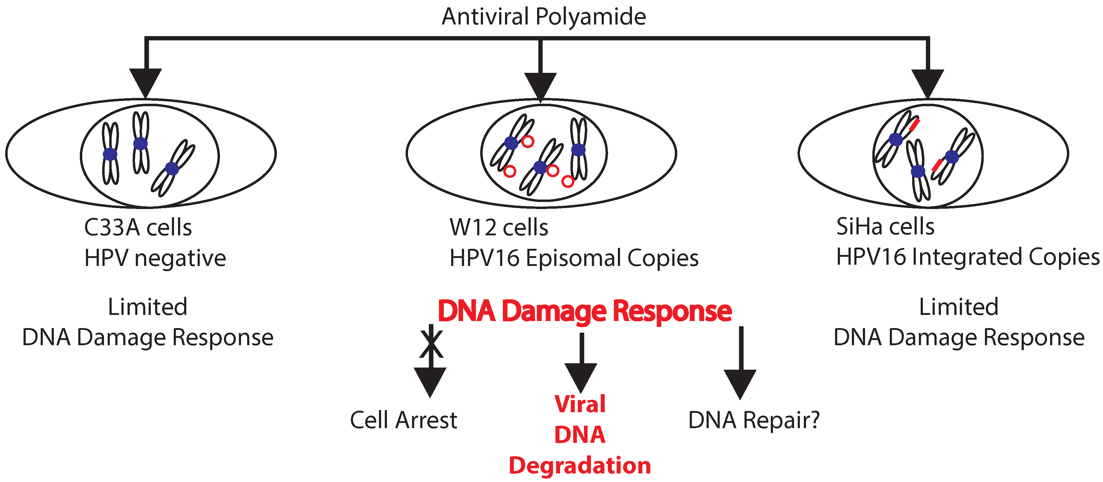 Human papillomavirus infection goes away Human papillomavirus antiviral