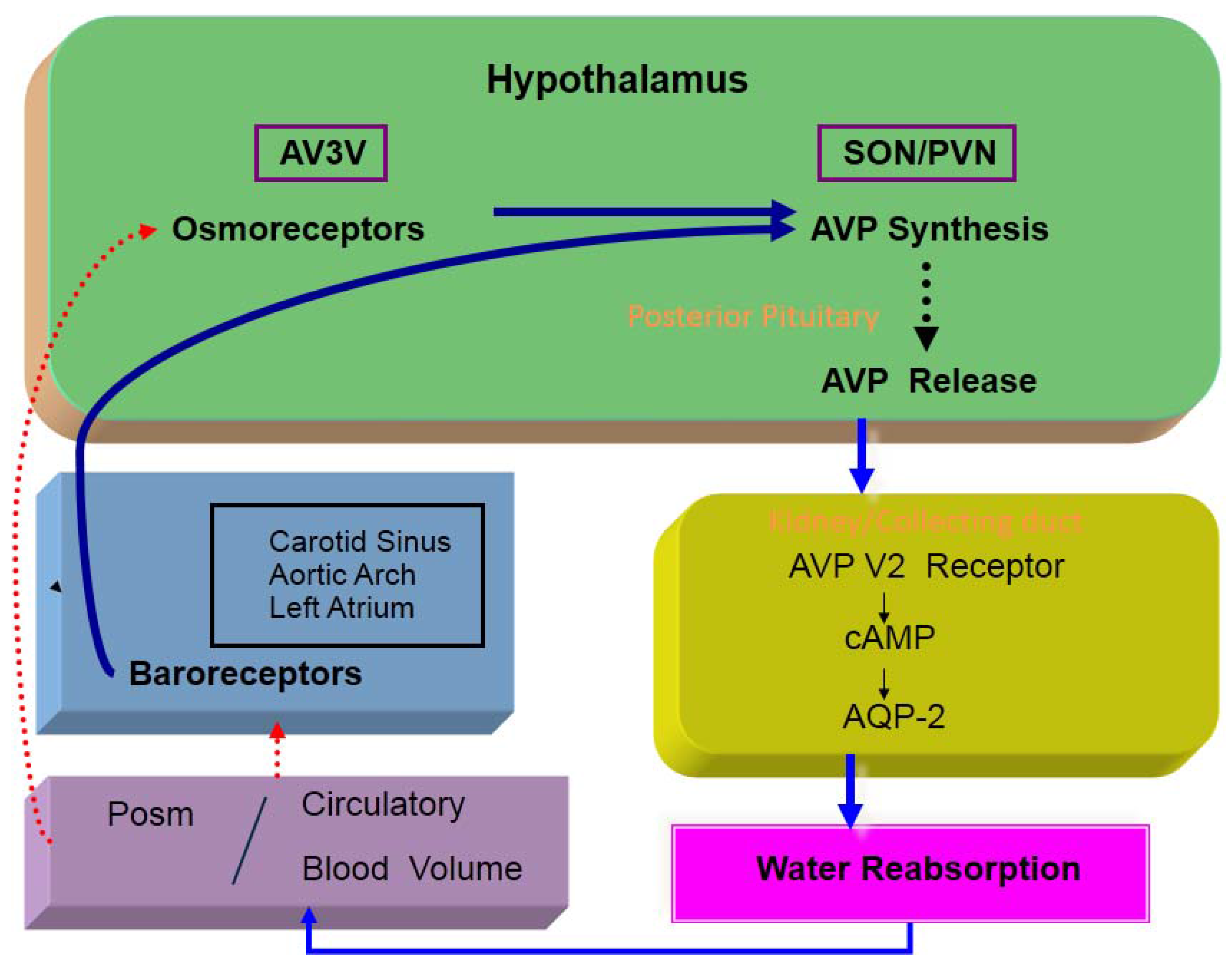 jcm-free-full-text-hyponatremia-associated-with-heart-failure