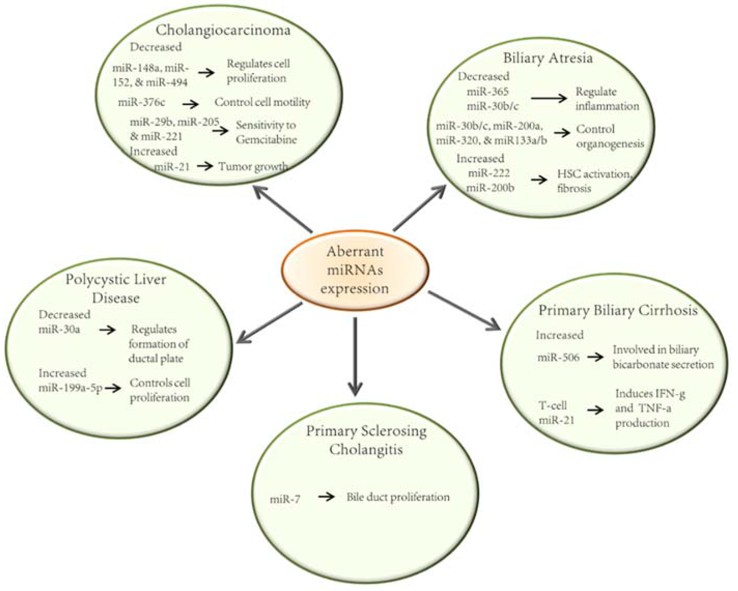 MicroRNAs in the Cholangiopathies: Pathogenesis, Diagnosis