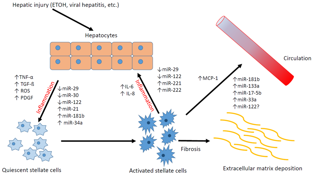 Hepatic Stellate Cells and microRNAs in Pathogenesis of