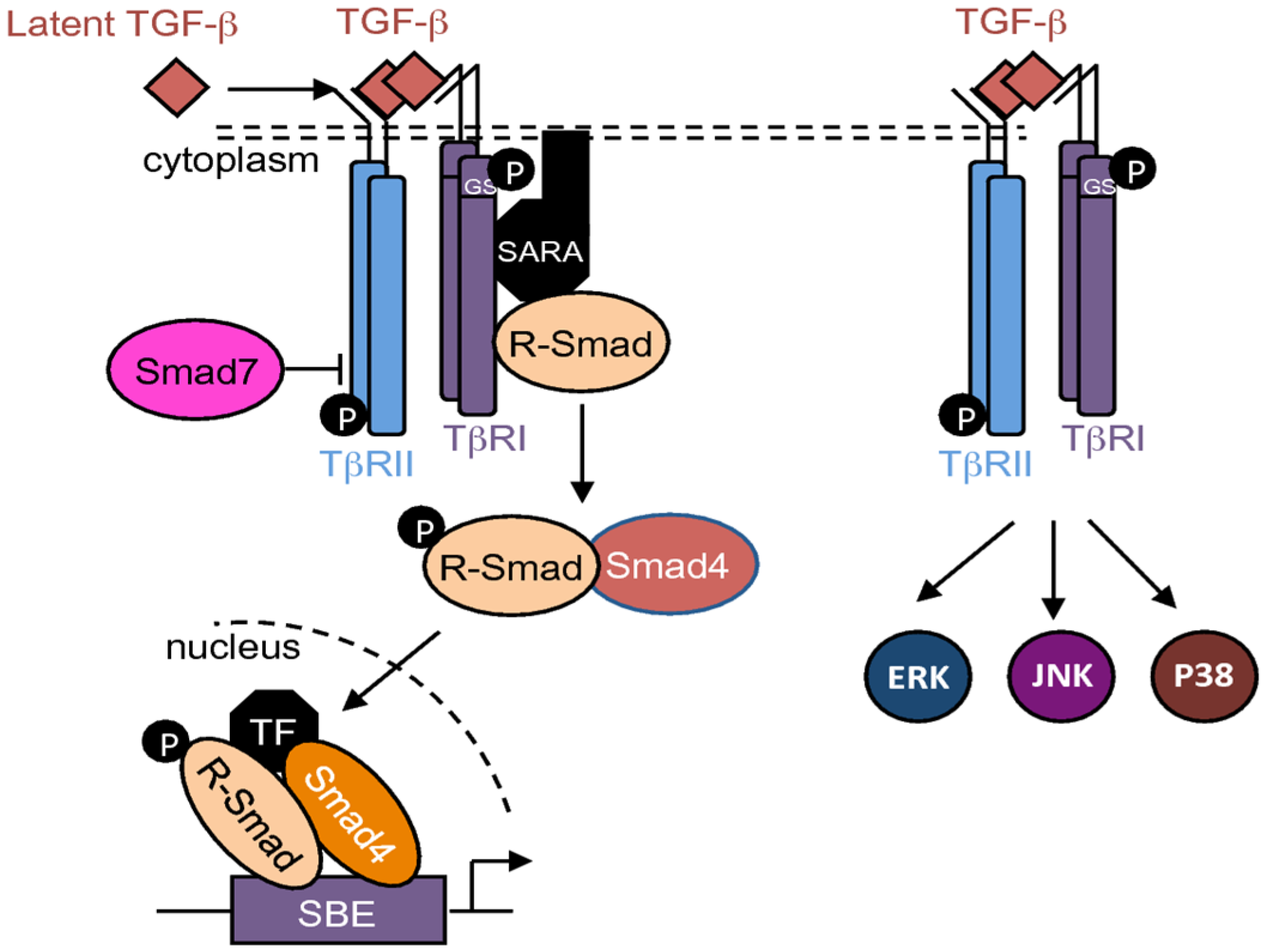 TGF-β Signaling in Bone Remodeling and Osteosarcoma Progression