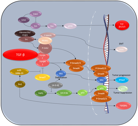 Jcm Free Full Text Switching Roles Of Tgf B In Cancer Development Implications For Therapeutic Target And Biomarker Studies