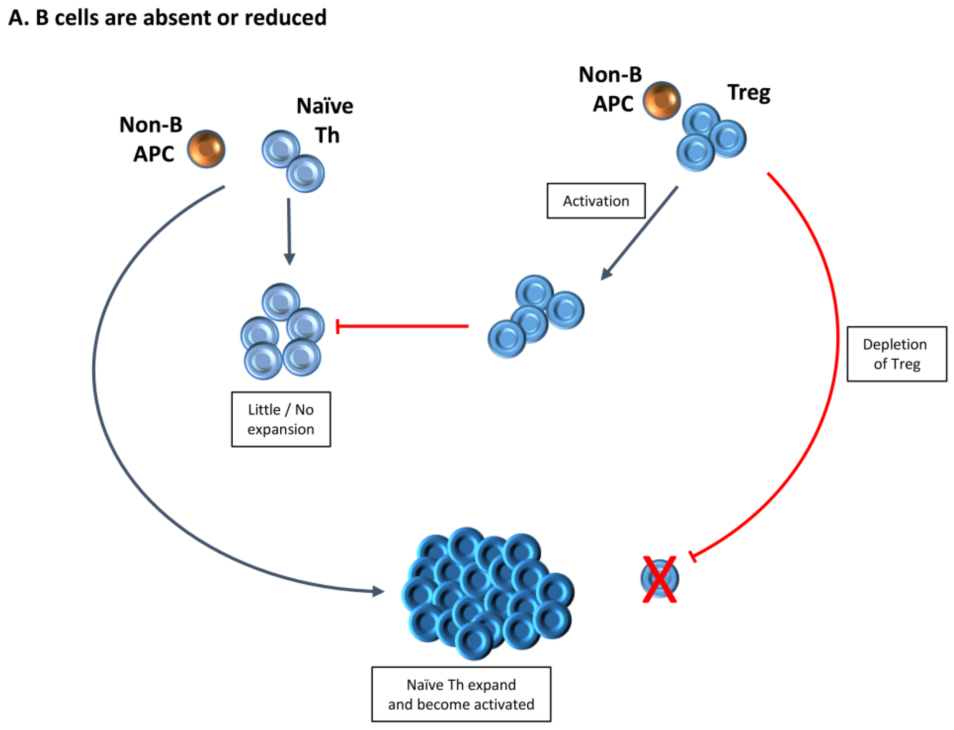 Influence development. B-Cell and t-Cell together. Прямом механизме супрессии treg