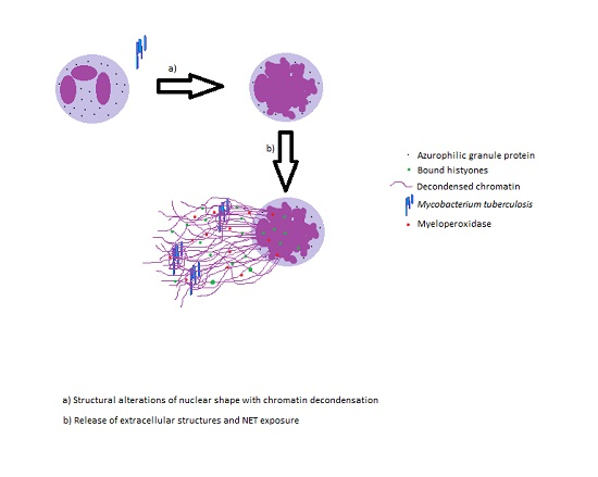 JCM  Free FullText  Effector Mechanisms of Neutrophils within the