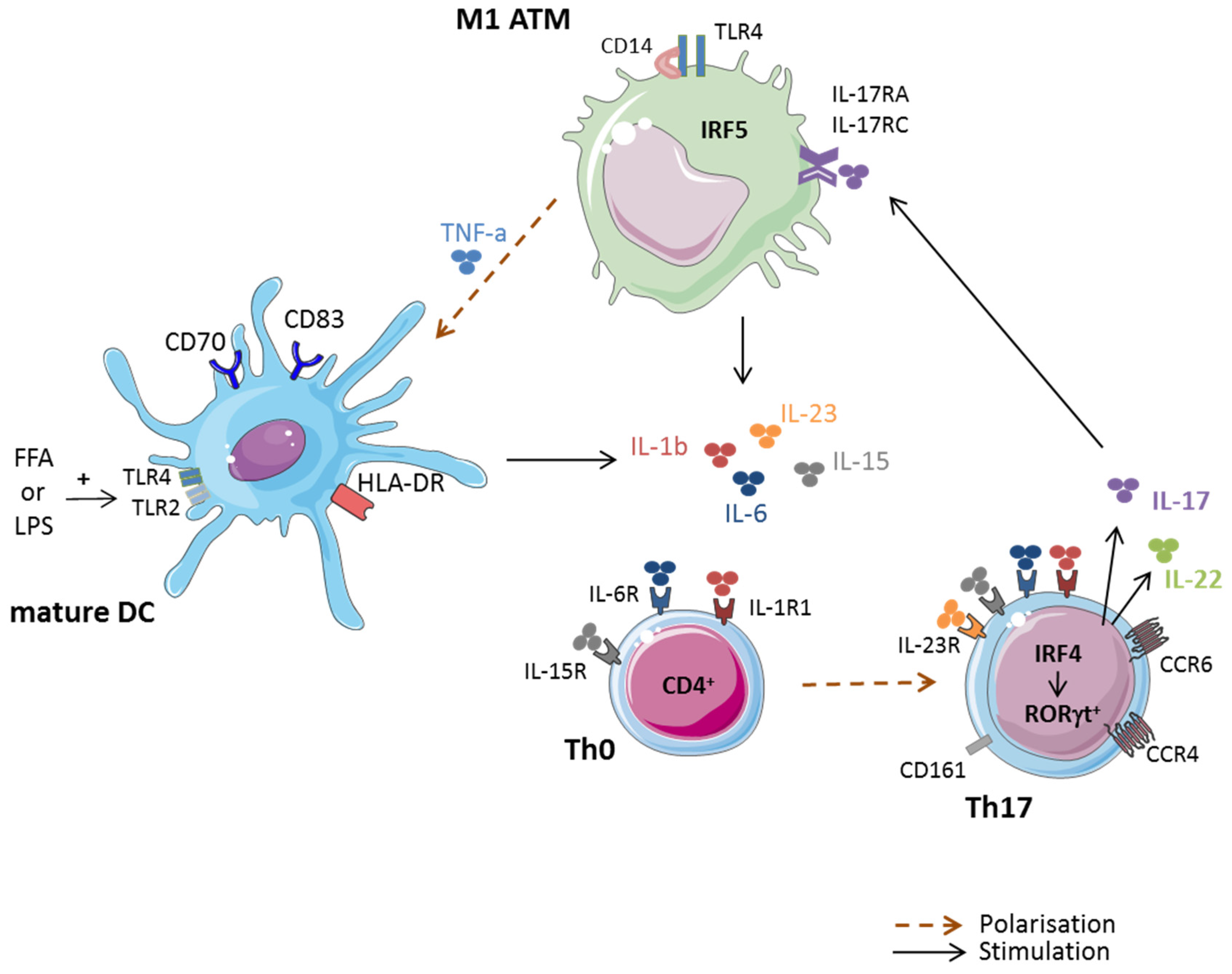 Pathogenic Role of IL-17-Producing Immune Cells in Obesity, and Related Inflammatory Diseases