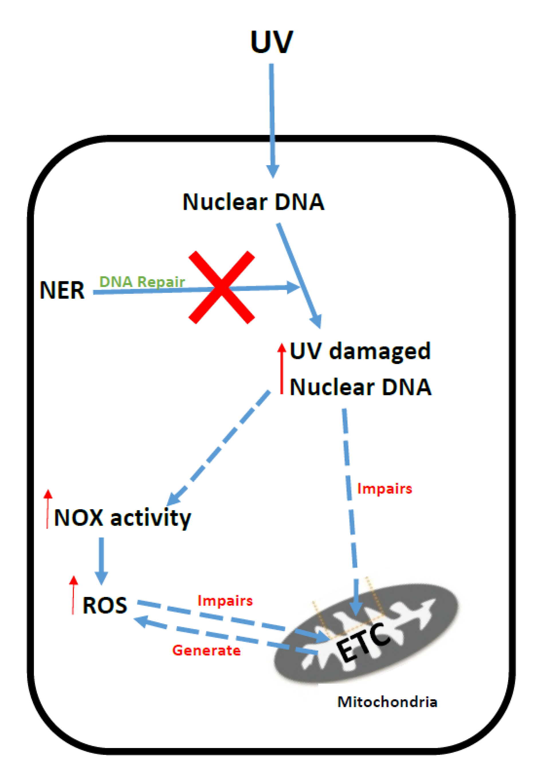 Mitochondrial Deficits In Children With >> Jcm Free Full Text Evidence Of Oxidative Stress And Secondary Mitochondrial Deficits In Children With >> Jcm Free Full Text Evidence Of Oxidative Stress And Secondary