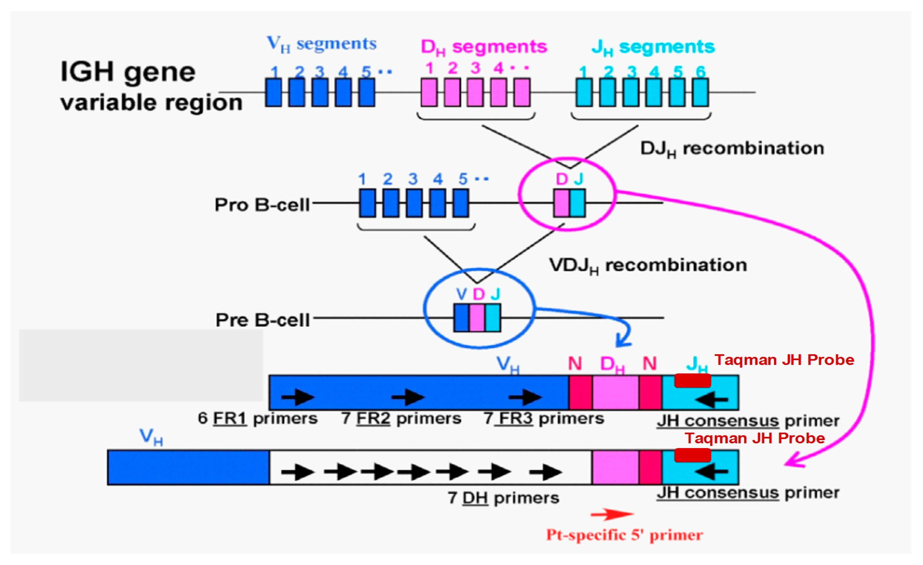 Появление новых аллелей генов. Метод CGH генетика. VDJ рекомбинация. Аллель-селективная супрессия. Аллель Кидзуны.