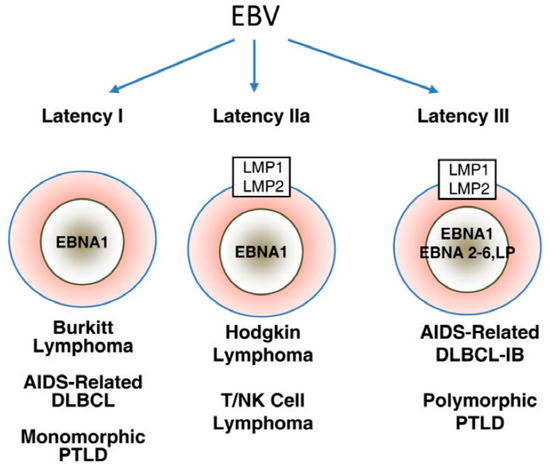 Jcm Free Full Text Viral Oncology Molecular Biology And Pathogenesis Html