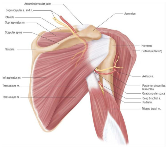 Lateral triangular space  Radiology Reference Article