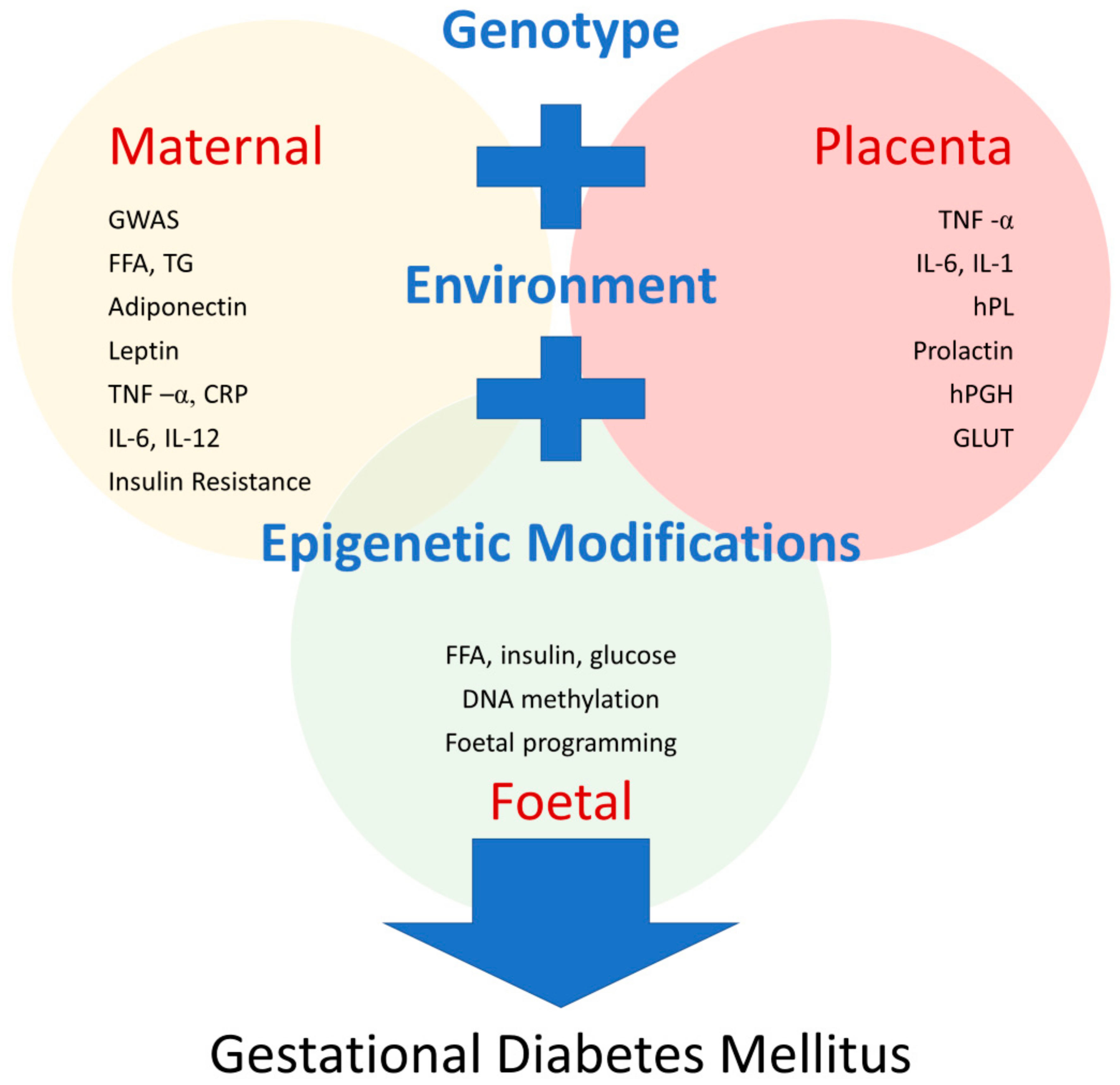 why does gestational diabetes cause hypertension