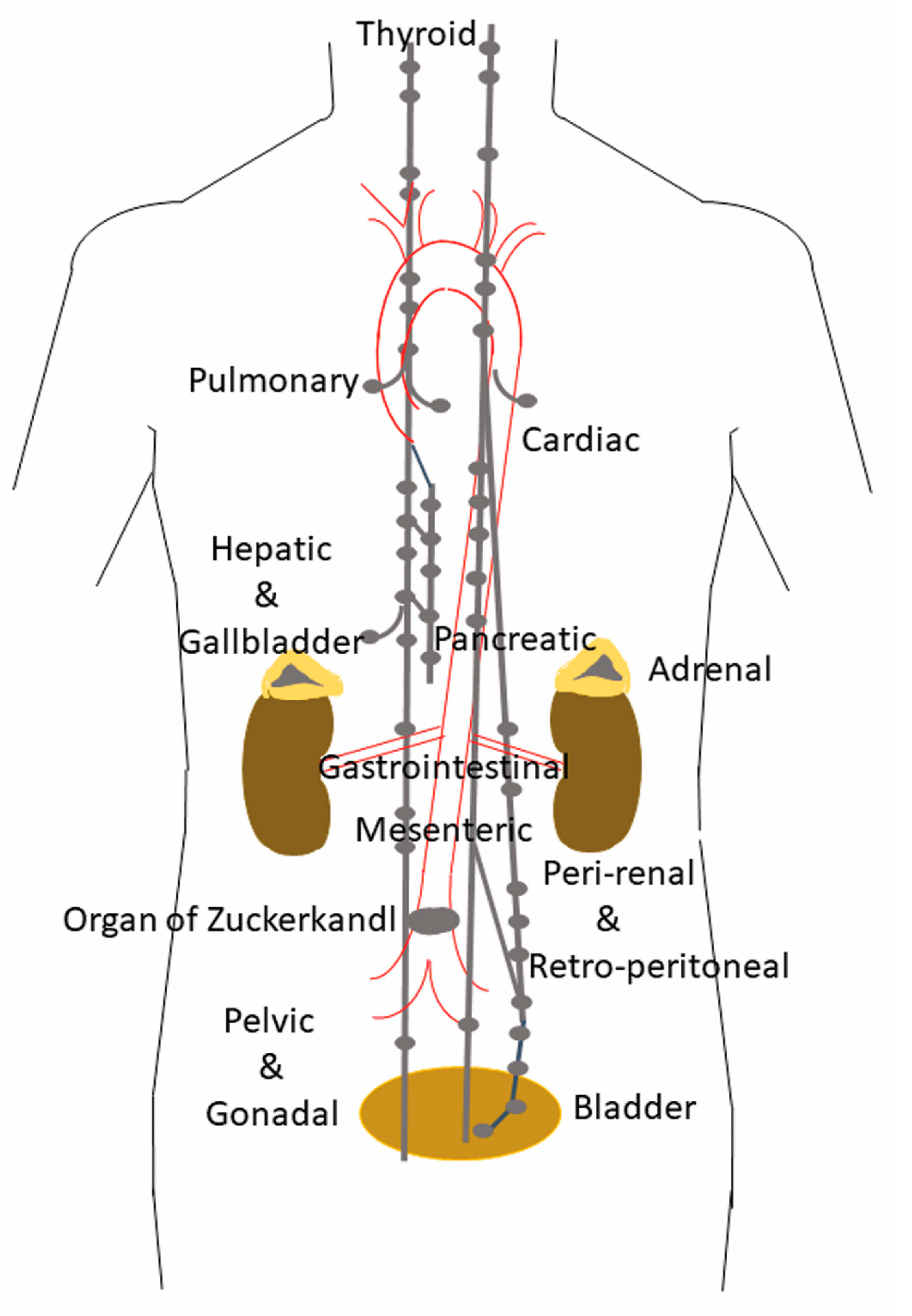 View of Surgical and Pharmacological Management of Functioning  Pheochromocytoma and Paraganglioma