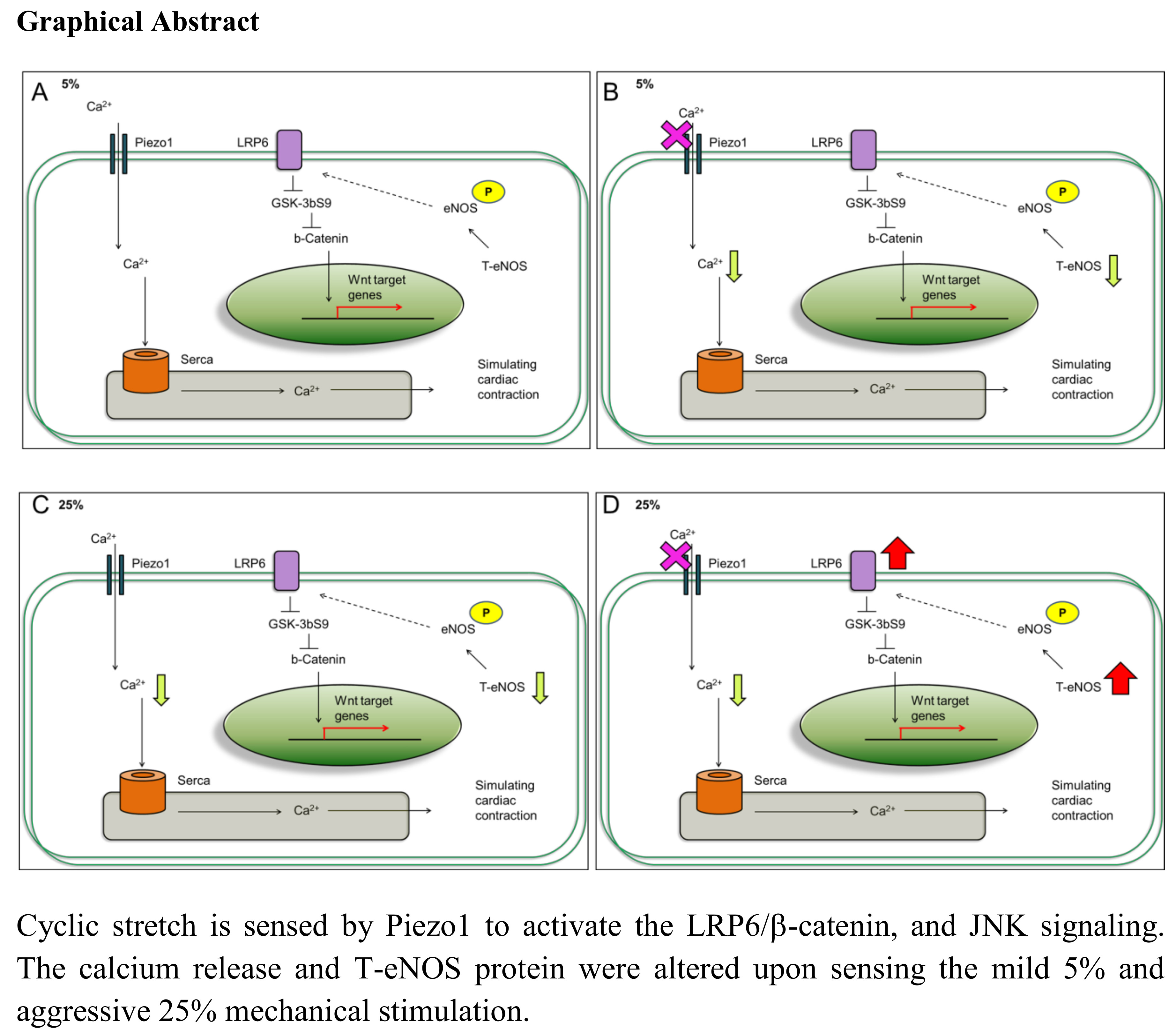JCM Free FullText Mechanical Stretching Simulates Cardiac