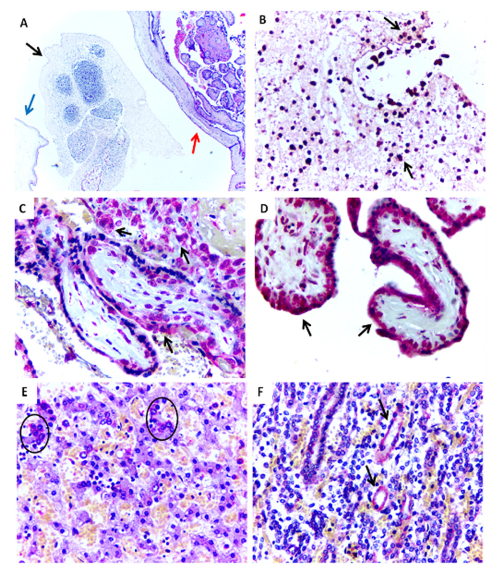 Jcm 07 00496 g001 Jcm 07 00496 g001