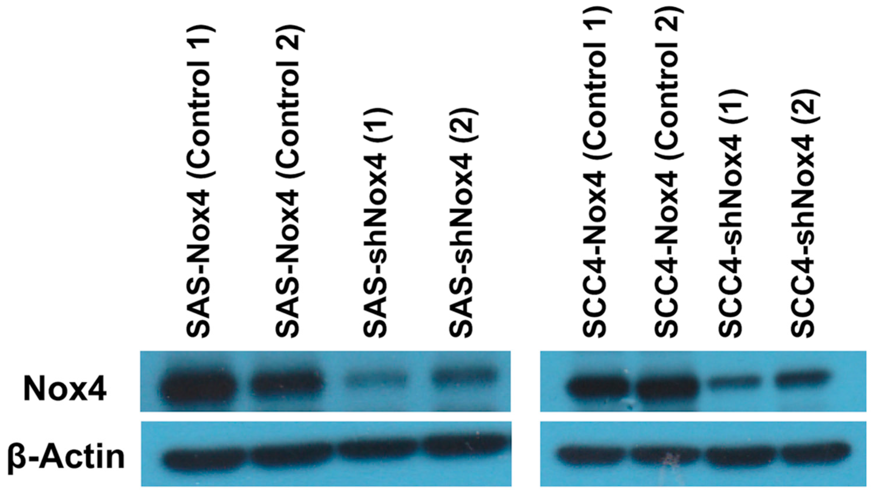 Jcm 07 00497 g001 Jcm 07 00497 g001