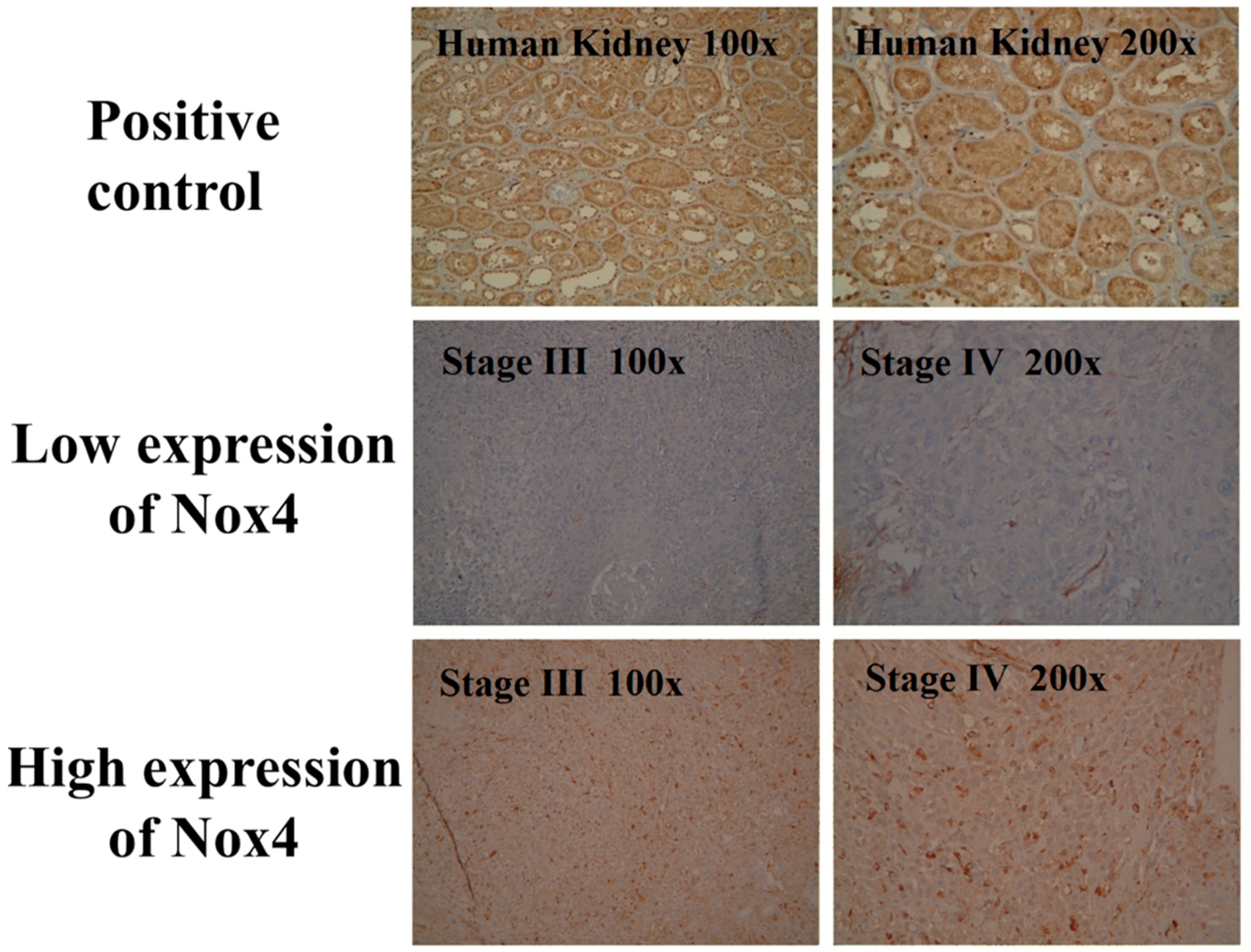Jcm 07 00497 g003 Jcm 07 00497 g003