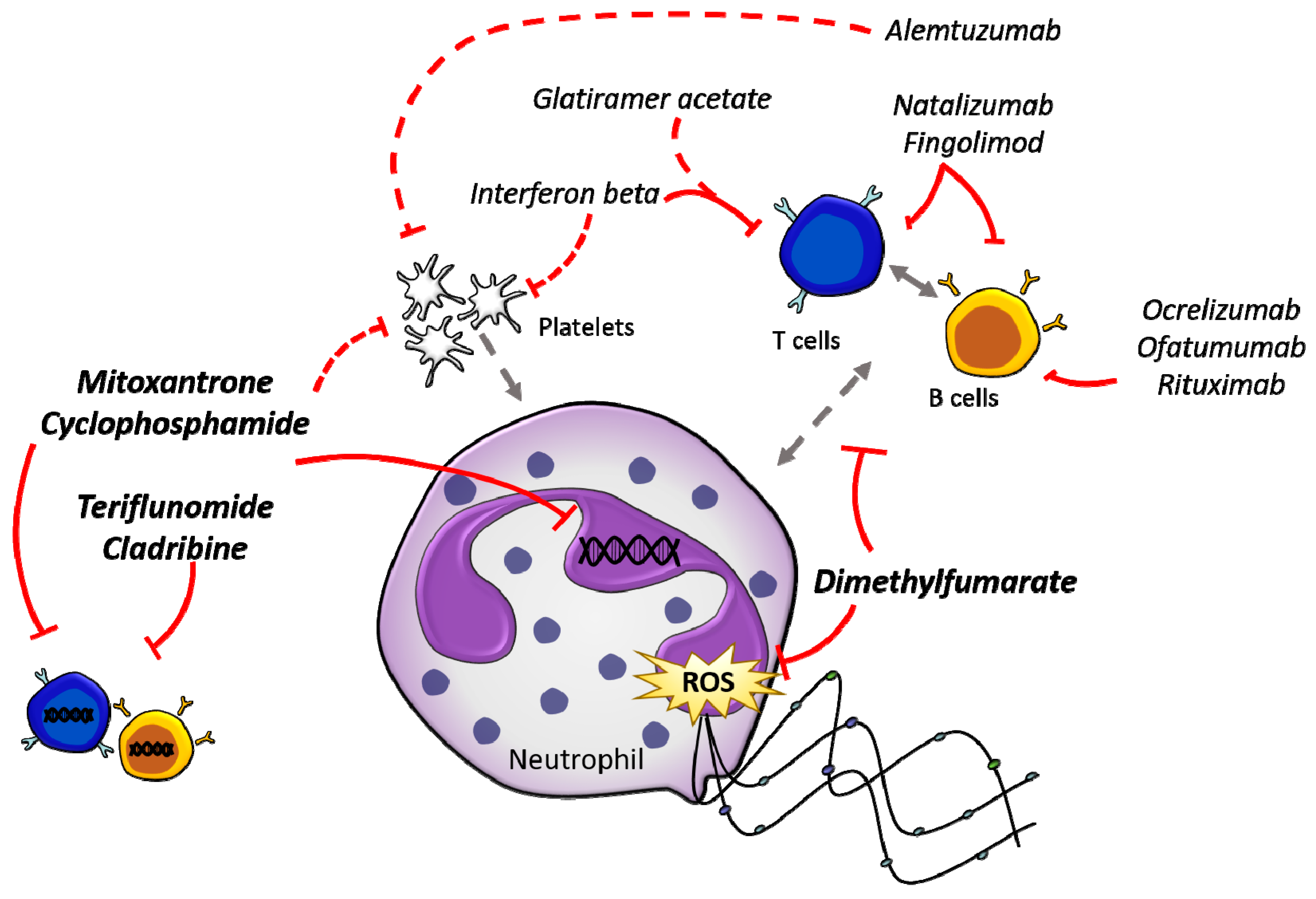 Neutrophils Diagram